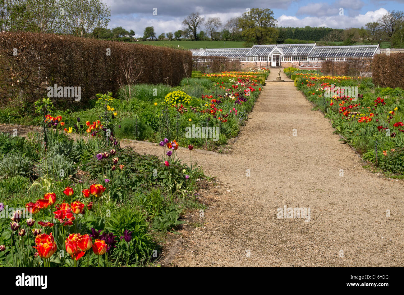 Frühlingsblumen Sie Helmsley Walled Garden Stockfoto