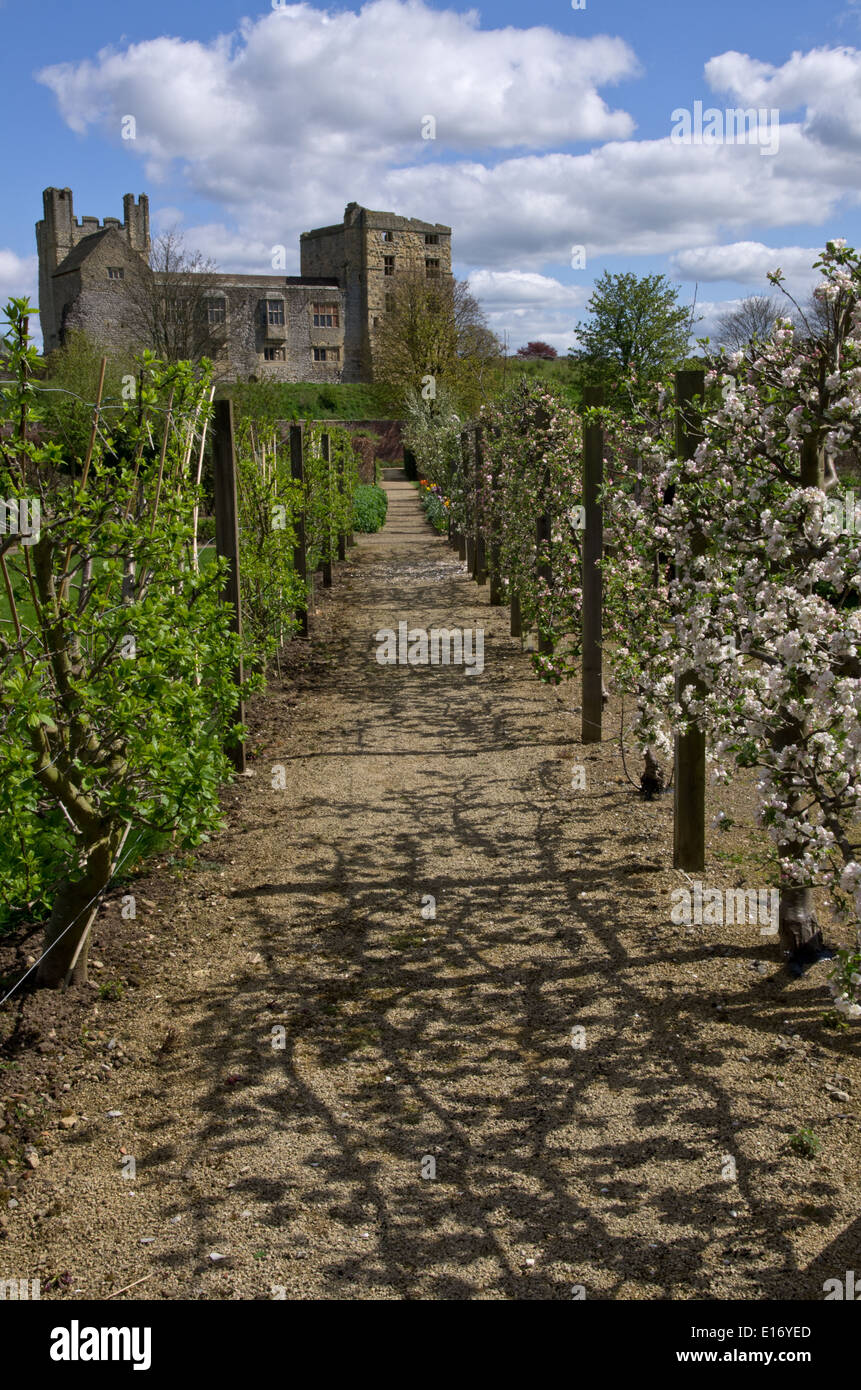 Apfel und Obst Bäume Spalier Stockfoto