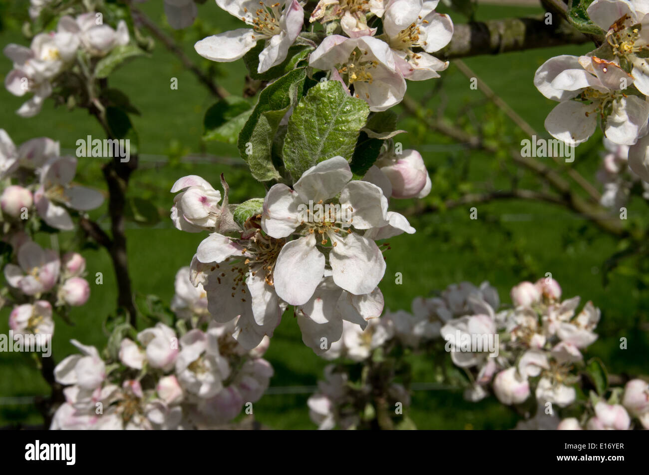 Devonshire Quarrenden Apfelblüte Stockfoto