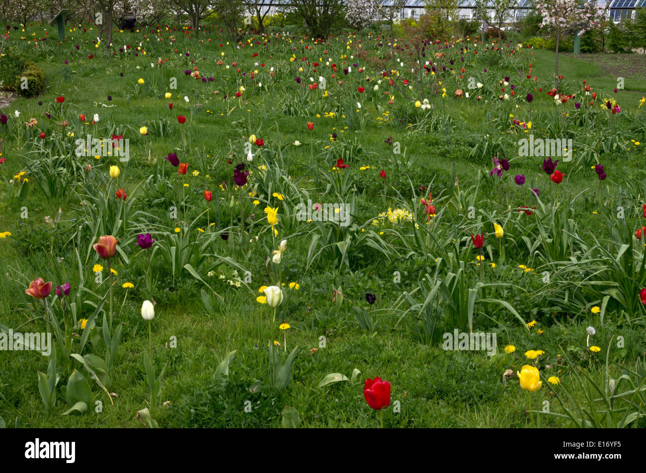 Frühlings-Blumenzwiebeln gepflanzt Gras Stockfoto