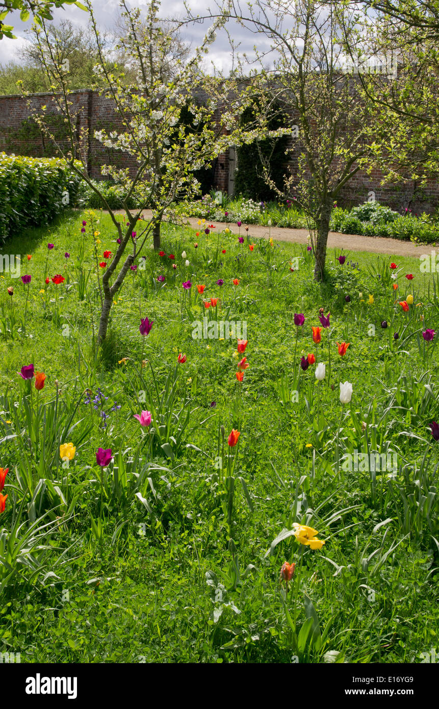 Obstbäume mit Feder-Lampen underplanted Stockfoto