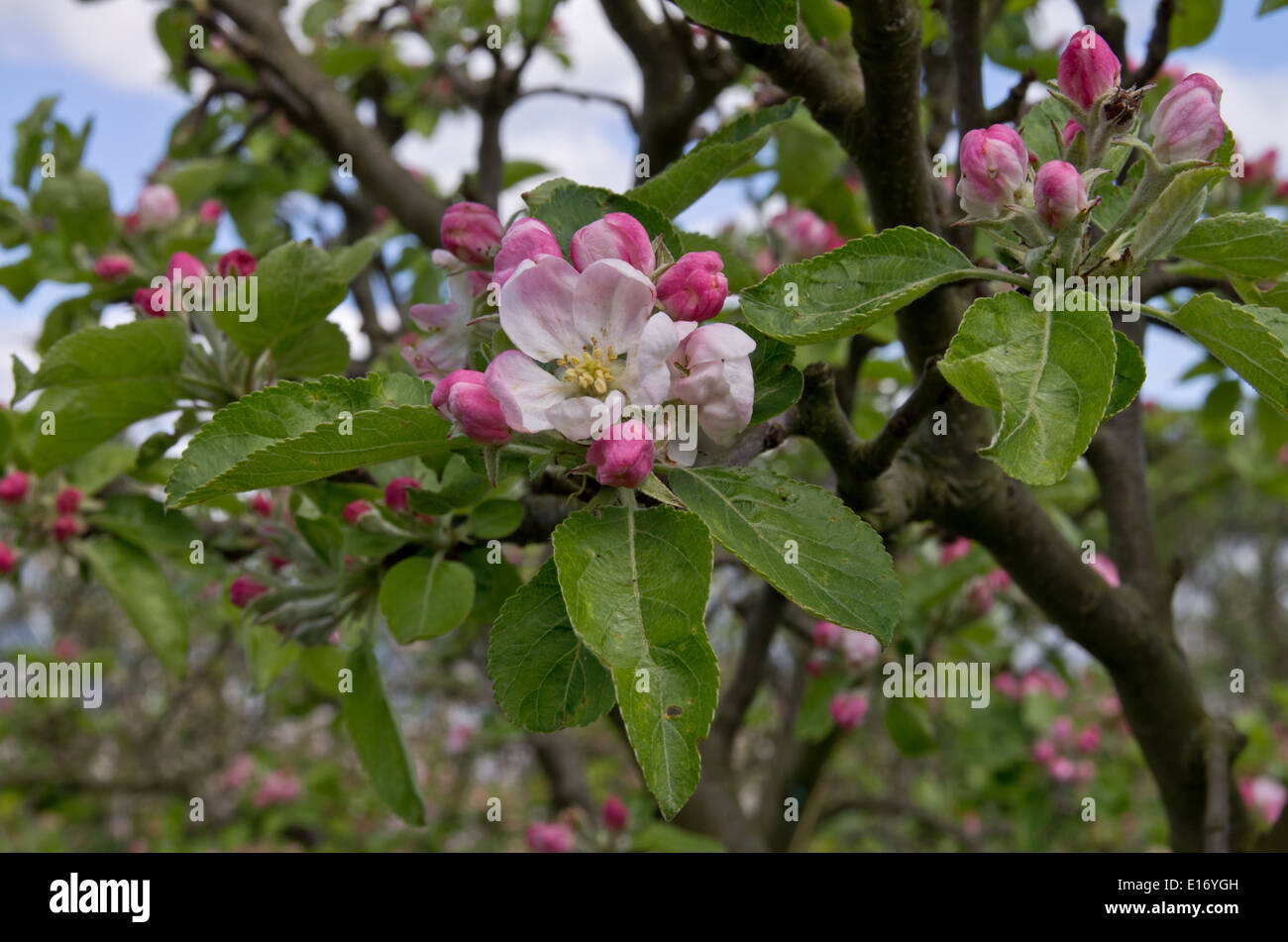Frühe Victoria Apfelblüte Stockfoto