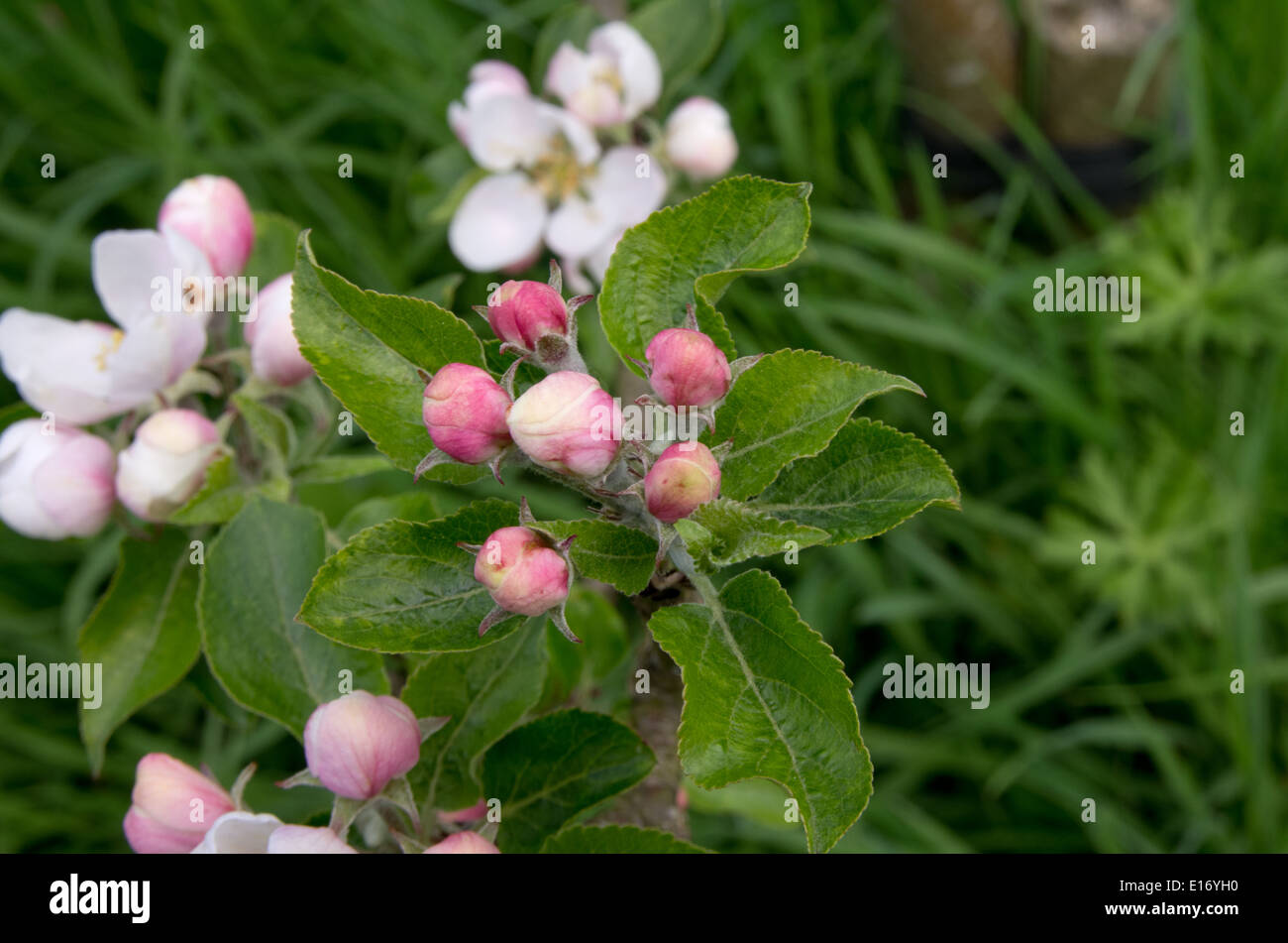 Entdeckung der Apple blossom Stockfoto