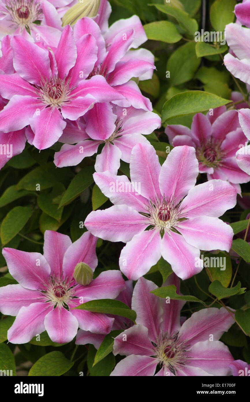 Blüte rosa 'Nelly Moser' Clematis - Hybride, großen Blüten, die im englischen Garten wachsen. Mai. Stockfoto