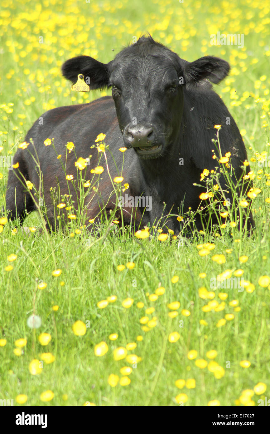 Kuh sitzen auf einer Weide, behängt mit Butterblumen, Peak District National Park, Derbyshire, England, UK Stockfoto