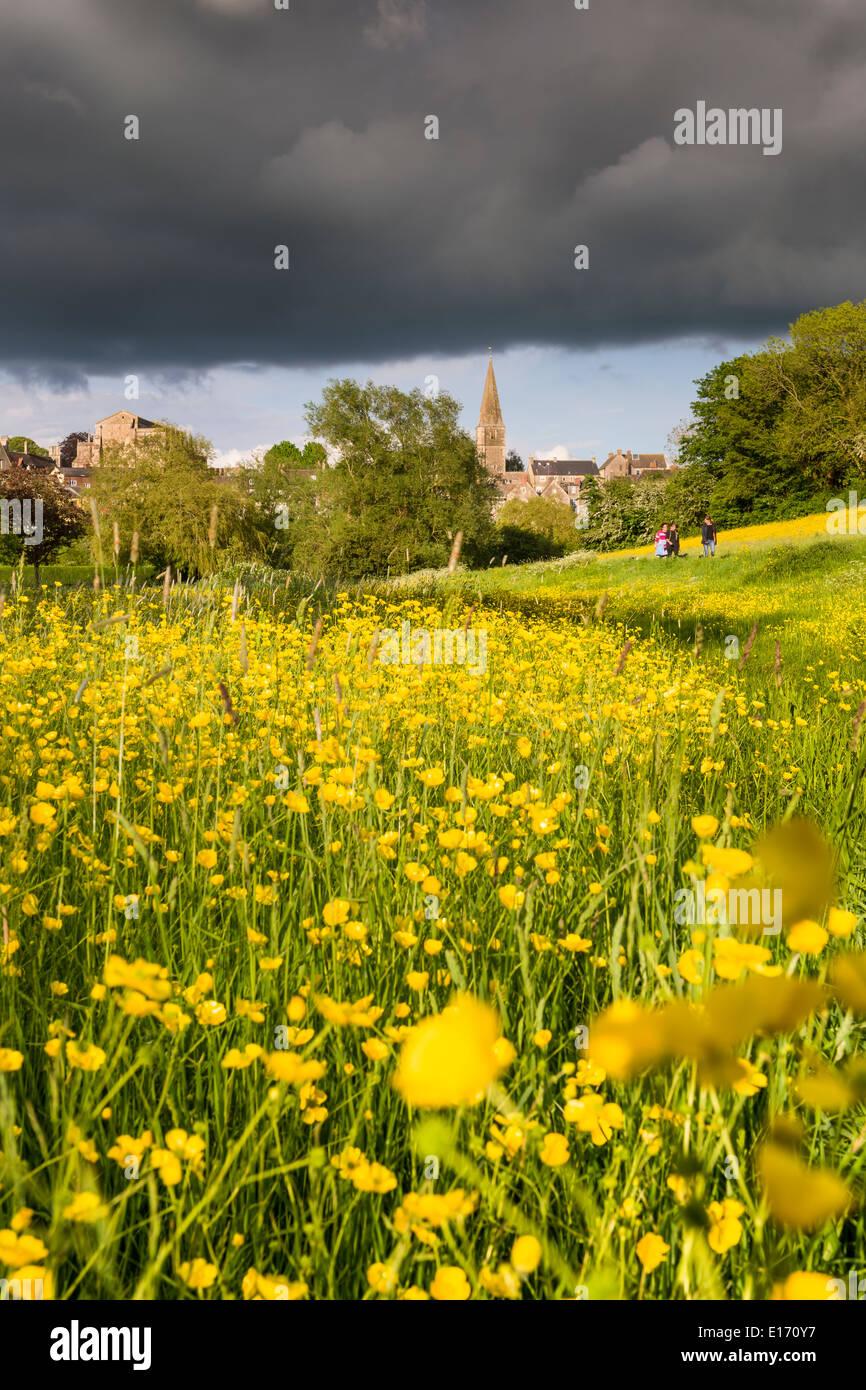 Der gelbe Butterblumen Kontrast gegen die dunklen Wolken der Wasser-Wiese in Malmesbury, Wiltshire überrollen. Stockfoto