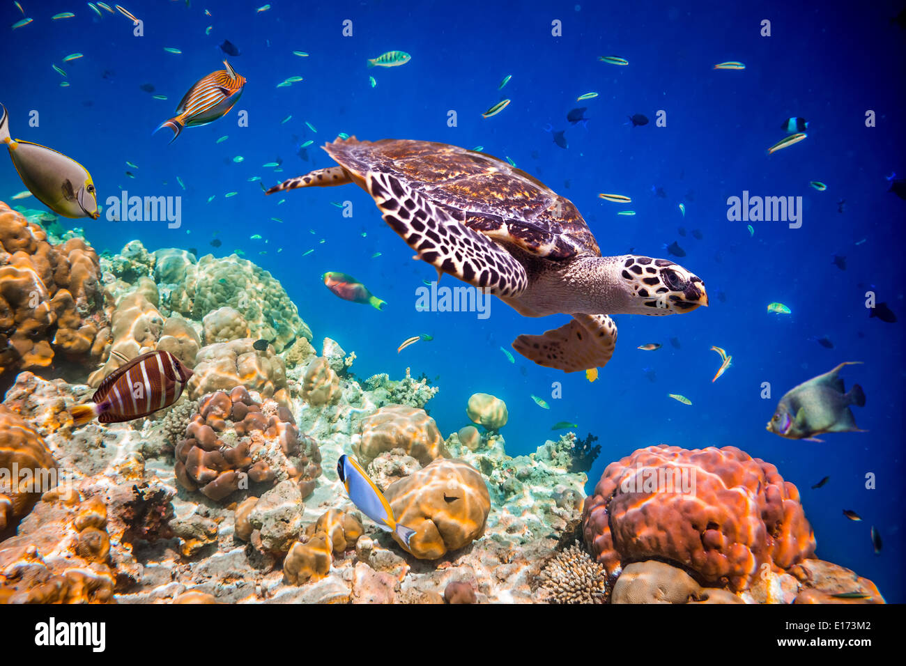 Schildkröte - schwebt Eretmochelys Imbricata unter Wasser. Malediven Indischer Ozean. Stockfoto