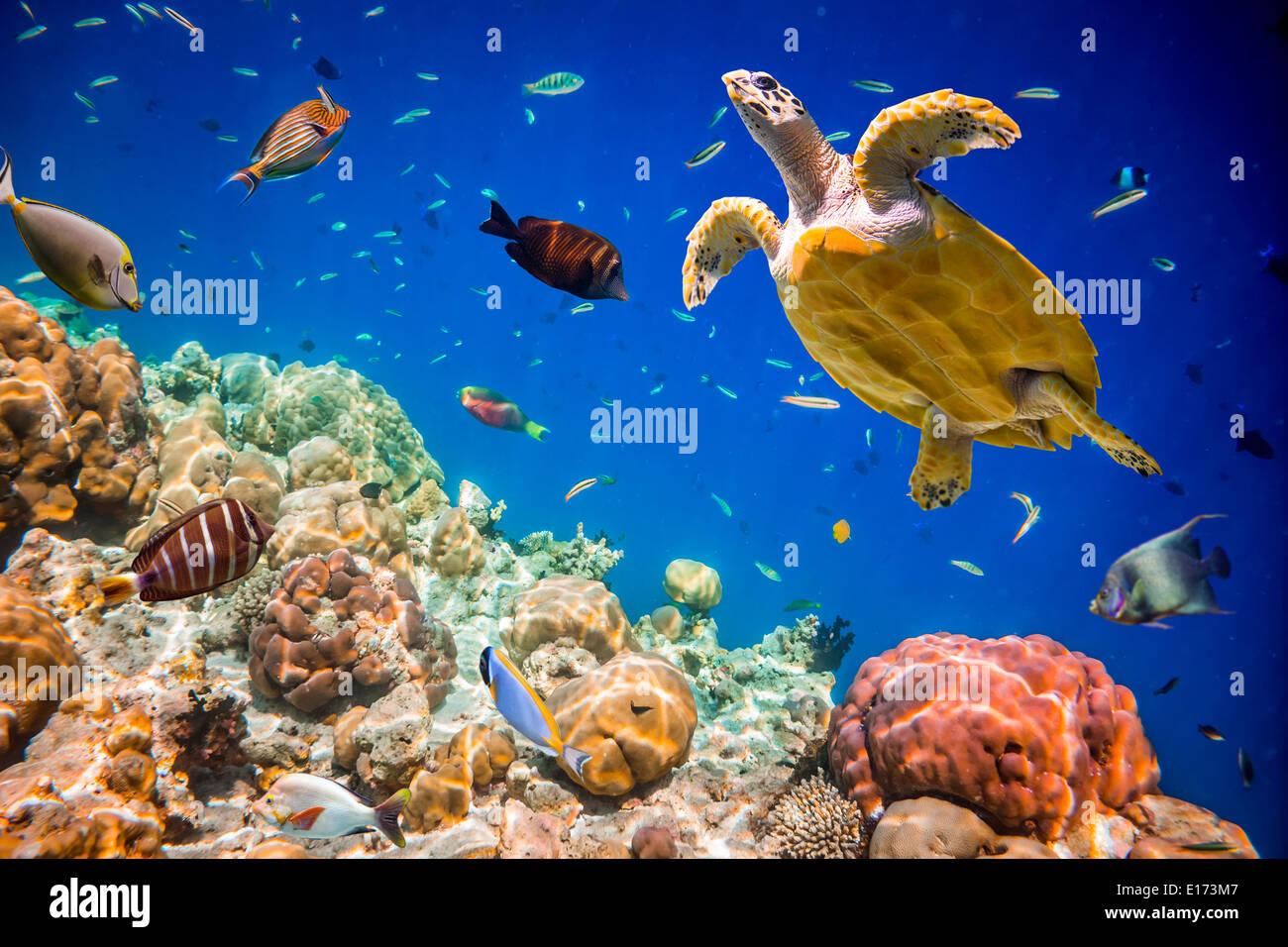 Schildkröte - schwebt Eretmochelys Imbricata unter Wasser. Malediven Indischer Ozean. Stockfoto