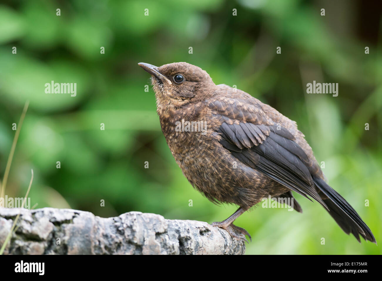 Eine junge Amsel im Garten Stockfoto