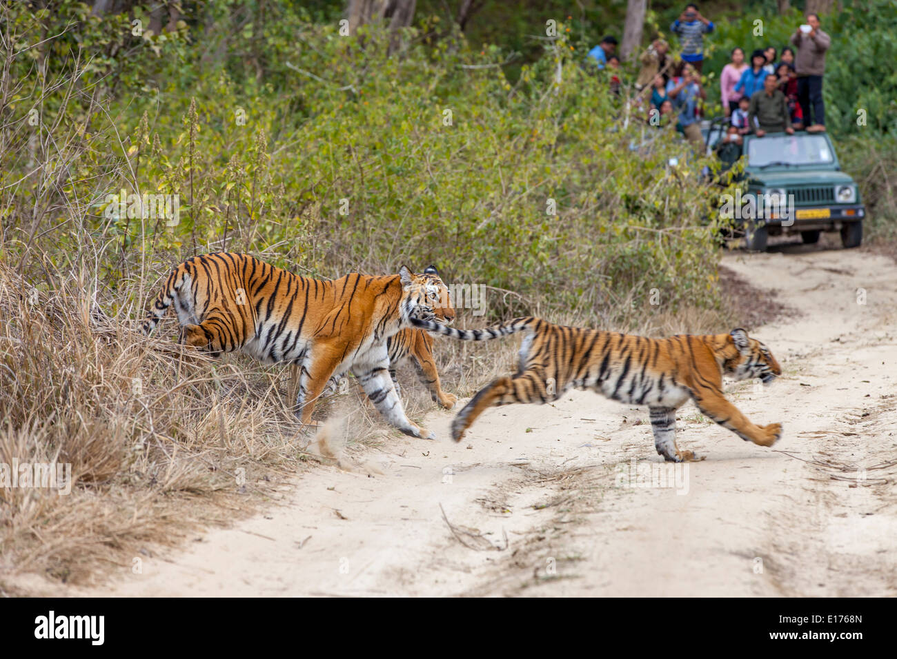 Bijrani Tigerin und ihre Jungen in Jim Corbett Nationalpark, Indien. (Panthera Tigirs) Stockfoto