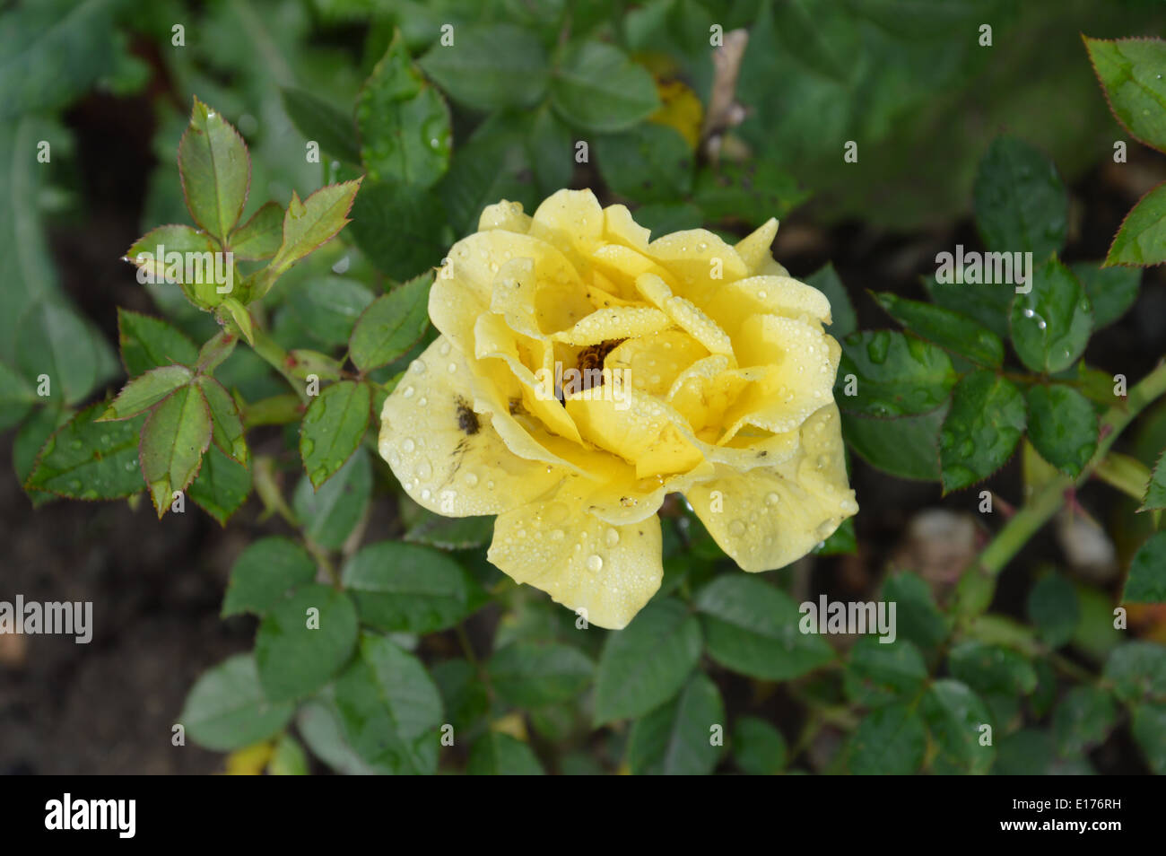 Makro-Regentropfen der gelben Blumen, Stillleben Stockfoto