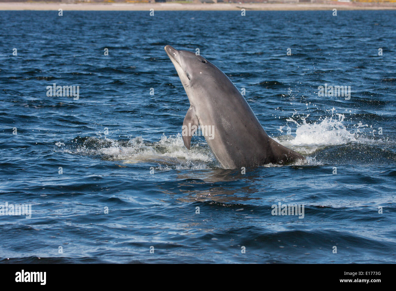 Große Tümmler (Tursiops Truncatus) verletzt, springen, springen, Chanonry Point, Moray Firth, Scotland, UK Stockfoto