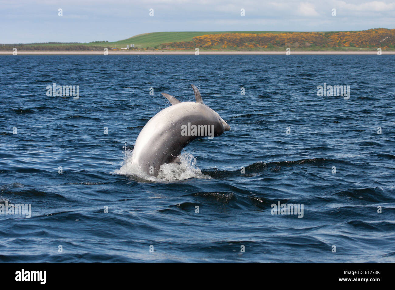 Große Tümmler (Tursiops Truncatus) verletzt, springen, springen, Chanonry Point, Moray Firth, Scotland, UK Stockfoto