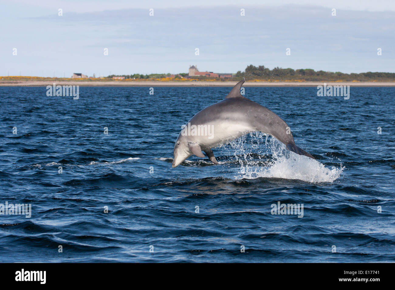 Große Tümmler (Tursiops Truncatus) verletzt, springen, springen, Chanonry Point, Moray Firth, Scotland, UK Stockfoto