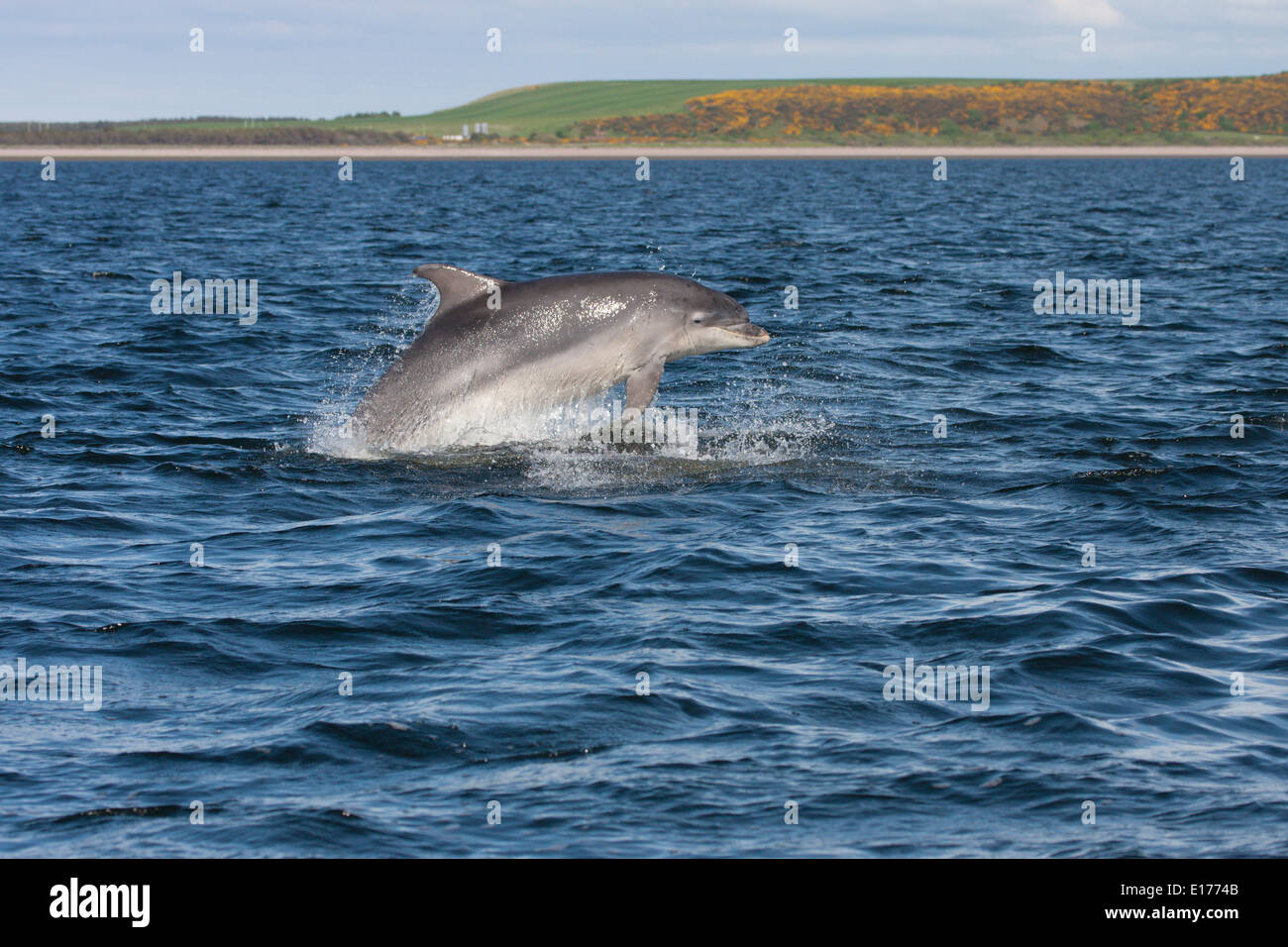 Große Tümmler (Tursiops Truncatus) verletzt, springen, springen, Chanonry Point, Moray Firth, Scotland, UK Stockfoto