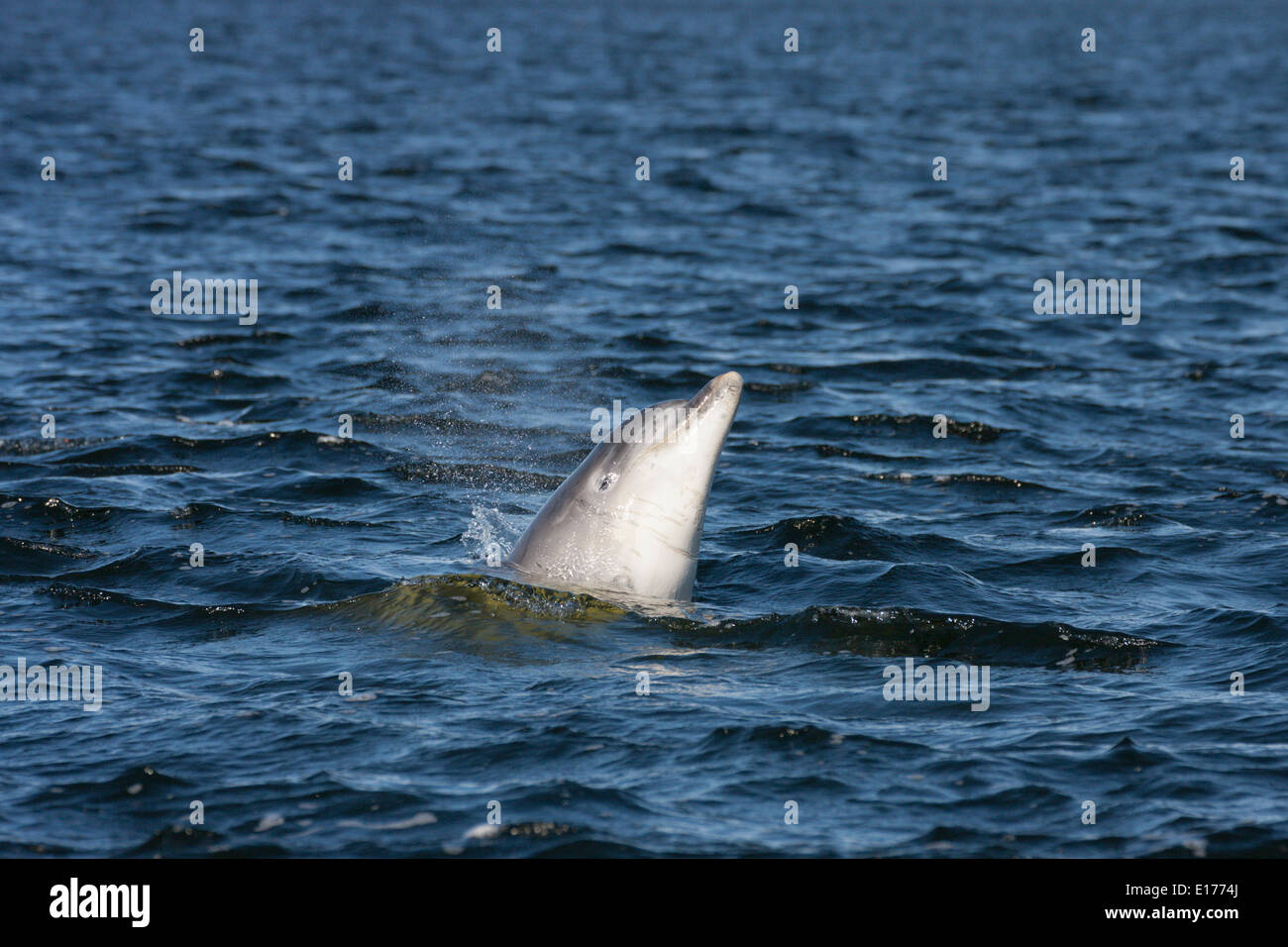 Große Tümmler (Tursiops Truncatus) verletzt, springen, springen, Chanonry Point, Moray Firth, Scotland, UK Stockfoto