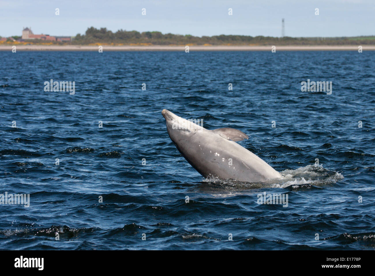 Große Tümmler (Tursiops Truncatus) verletzt, springen, springen, Chanonry Point, Moray Firth, Scotland, UK Stockfoto