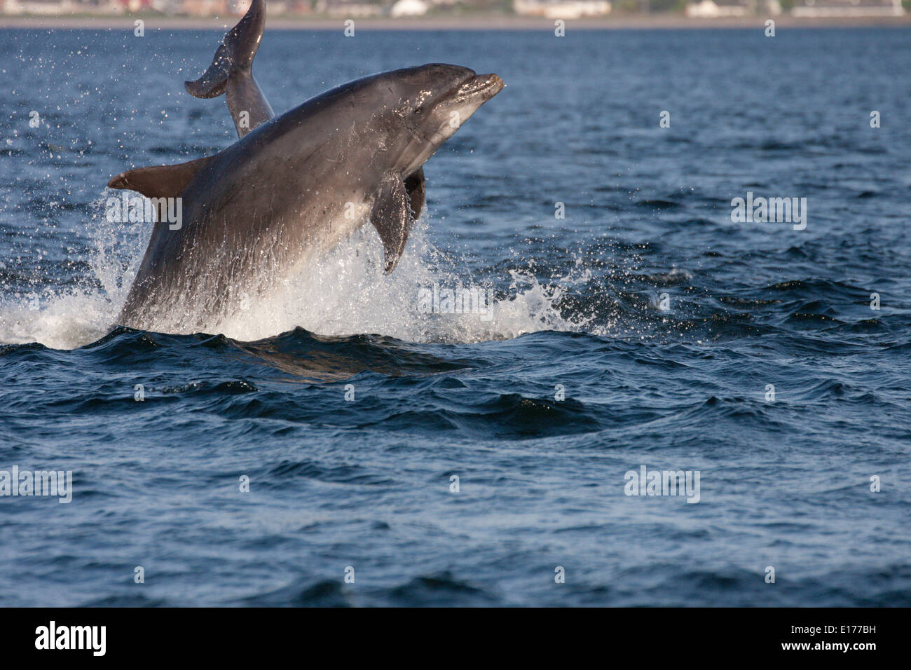 Große Tümmler (Tursiops Truncatus) verletzt, springen, springen, Chanonry Point, Moray Firth, Scotland, UK Stockfoto