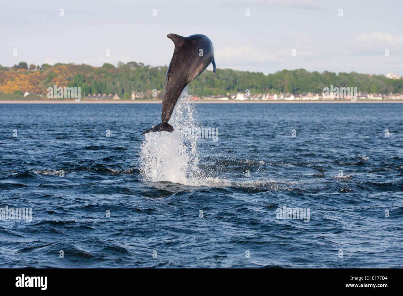 Große Tümmler (Tursiops Truncatus) verletzt, springen, springen, Chanonry Point, Moray Firth, Scotland, UK Stockfoto