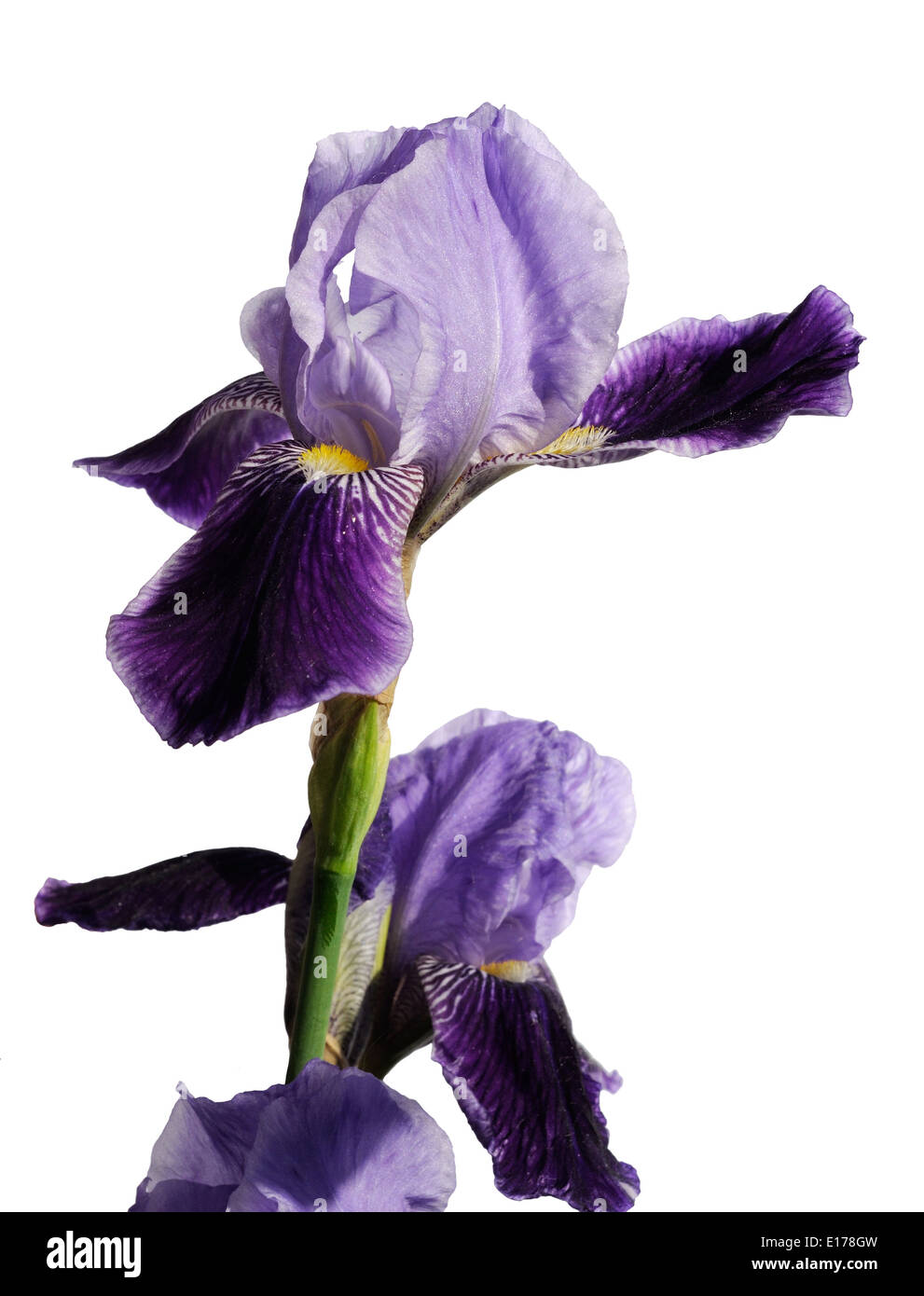 violette Blume Iris isoliert auf weißem Hintergrund Stockfoto