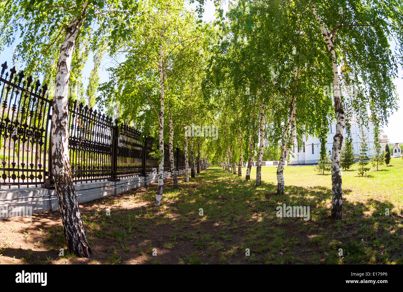 Schöne grüne Birke Gasse im sonnigen Frühlingstag Stockfoto