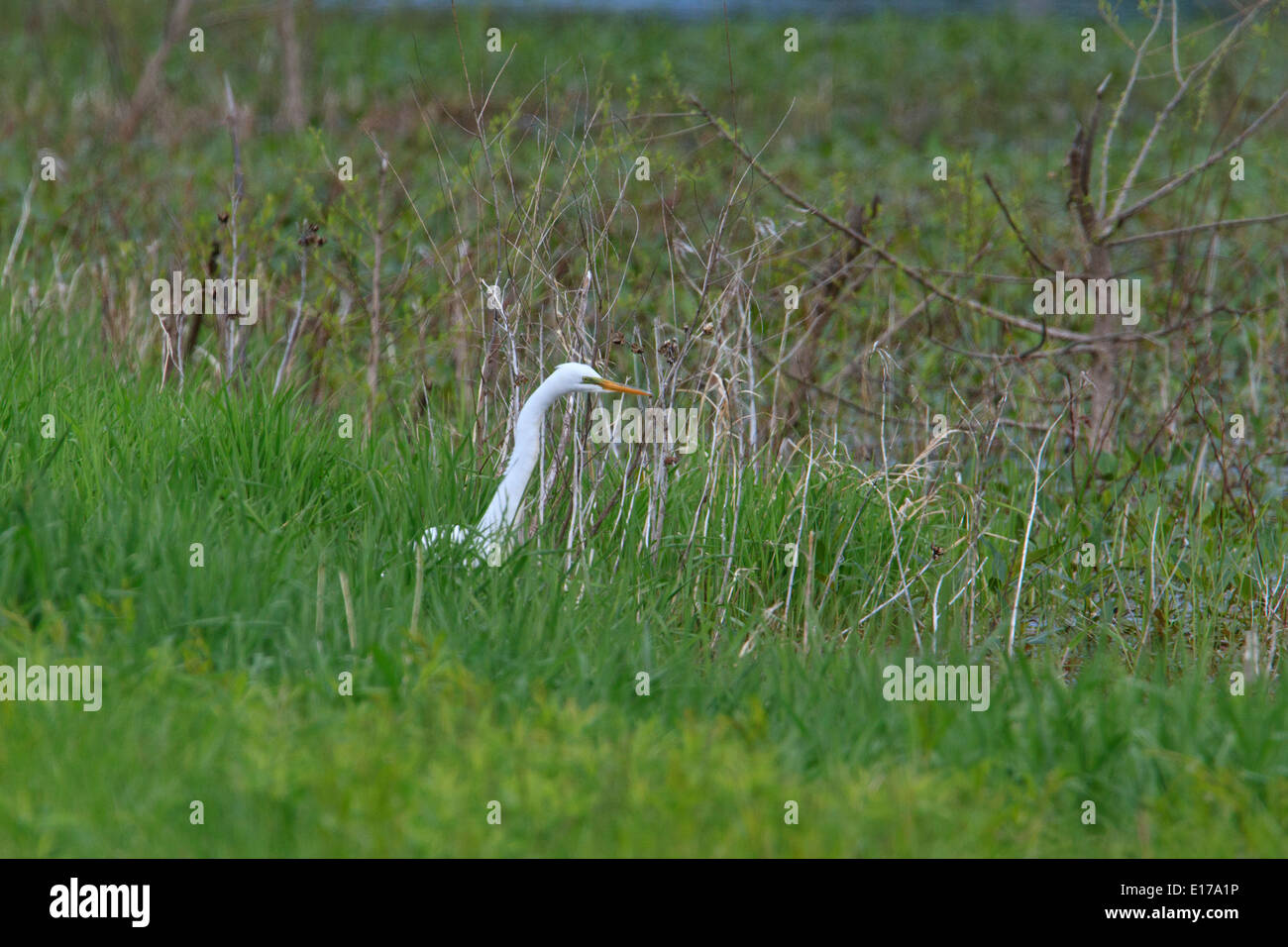 Silberreiher (Ardea Alba) Jagd nach Nahrung. Stockfoto