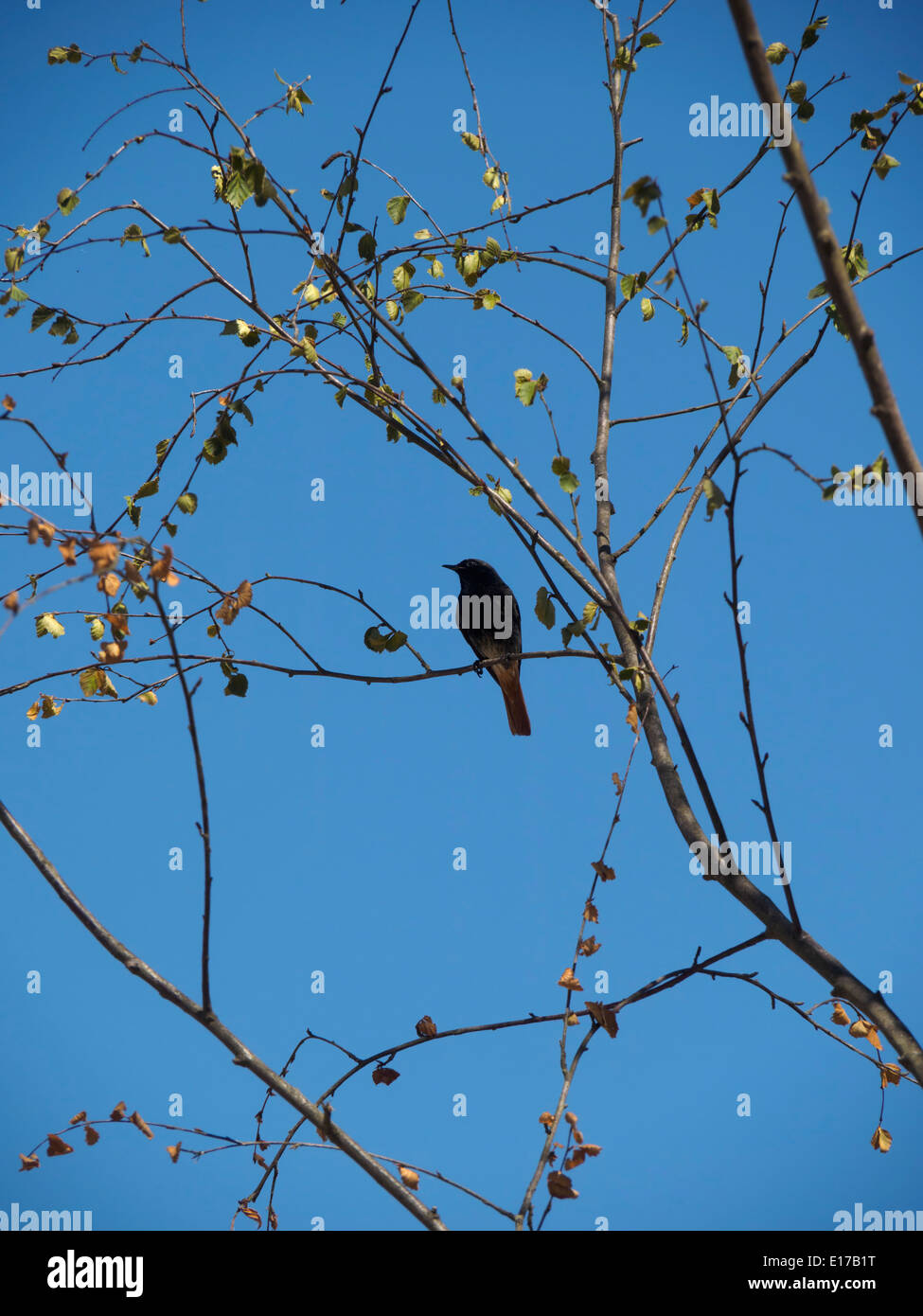 Vogel sitzend auf einem Ast Stockfoto