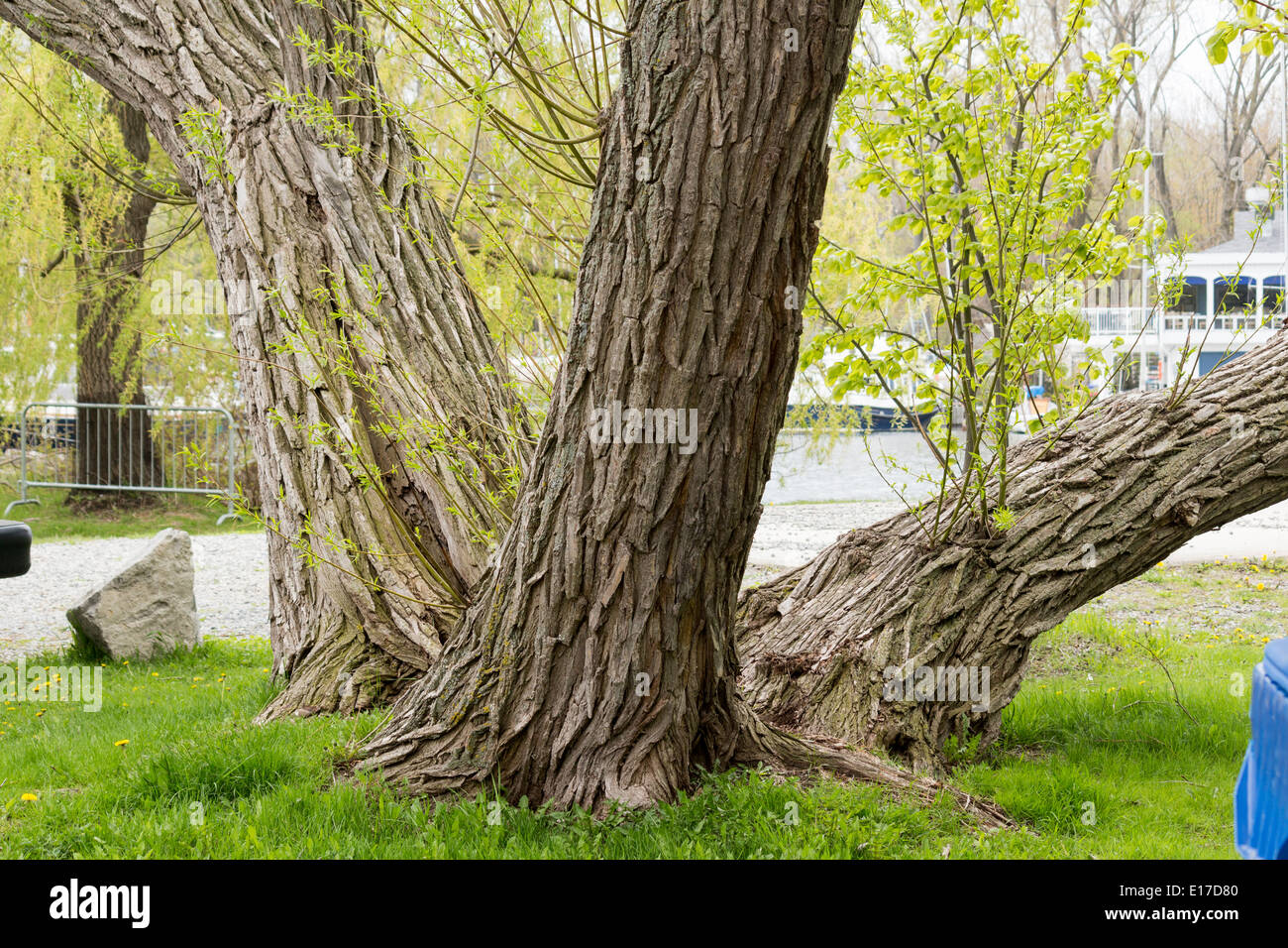 Drei Bäume wachsenden aus der gleichen Stelle auf Ward es Island auf Toronto Islands Stockfoto