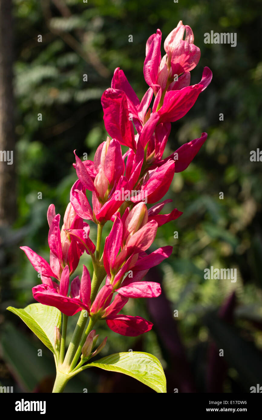 Rosa Hochblätter verstecken kleine weiße Blumen in die Infloresence der brasilianischen roten Mantel, Megaskepasma erythrochlamys Stockfoto