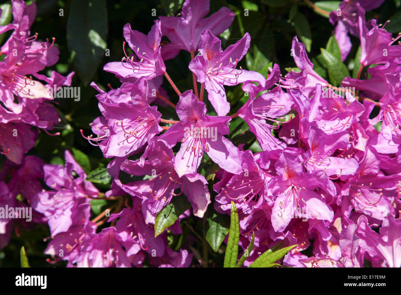 Rosa rhododendron Stockfoto