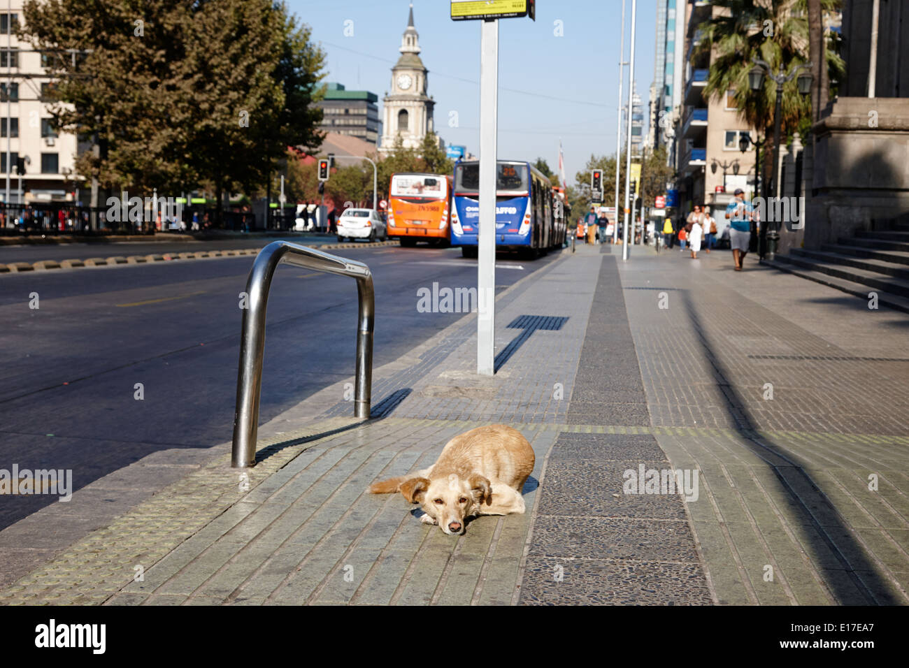 streunender Hund liegend auf Avenida Libertador general Bernardo O'higgins Innenstadt von Santiago Chile Stockfoto