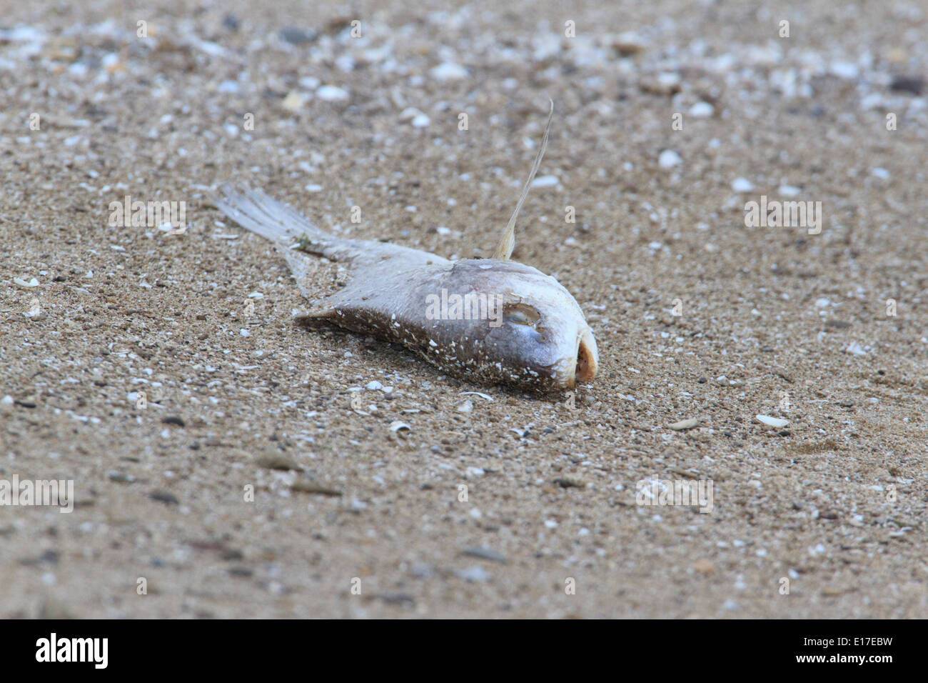 Tote Fische an der Küste des Lake Erie. Stockfoto