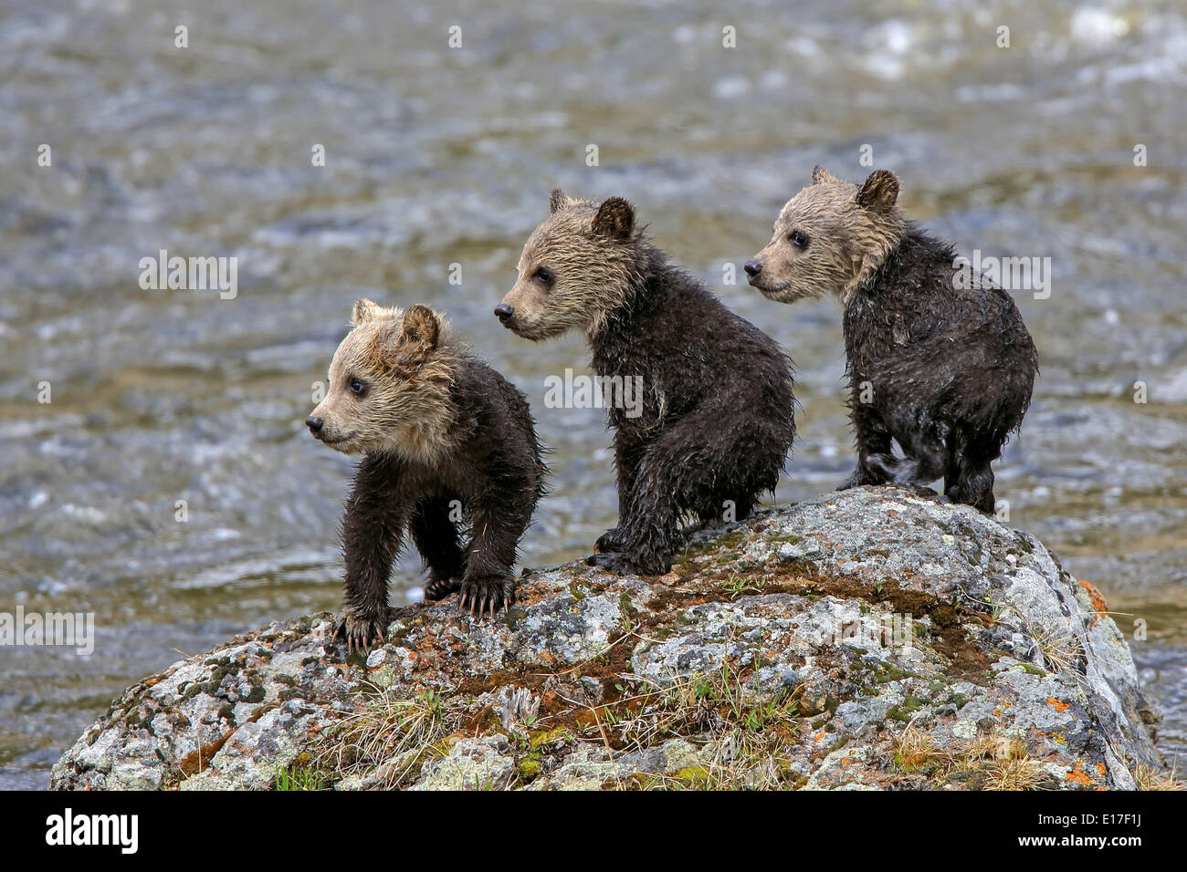 Mammoth Hot Springs Wyoming Usa 8 Mai 2014 Drei Neugeborenen Grizzly Bear Cubs Barsch Auf Einem Felsen Neben Der Gibbon River Im Yellowstone National Park Grizzly Steigend Im Inneren Des Parks Und