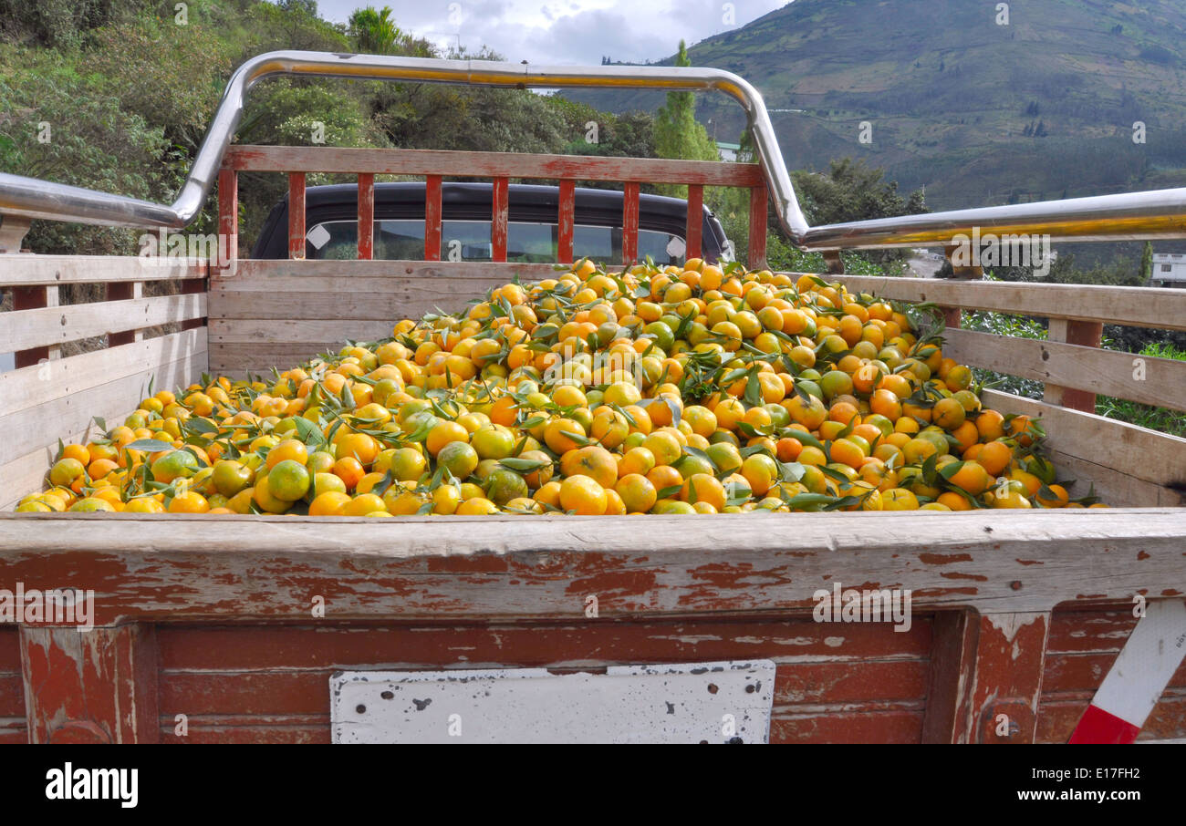 LKW mit Mandarinen abholen Stockfoto