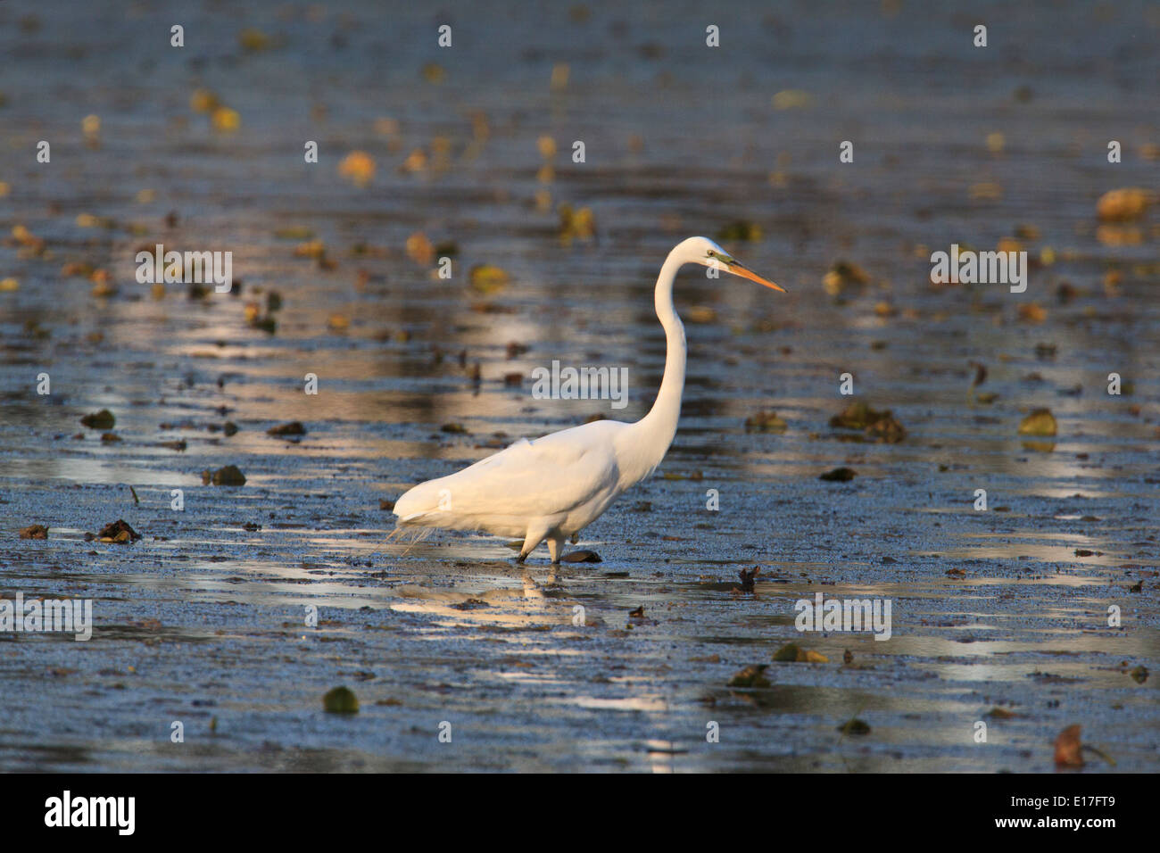 Silberreiher (Ardea Alba) Jagd nach Nahrung. Stockfoto