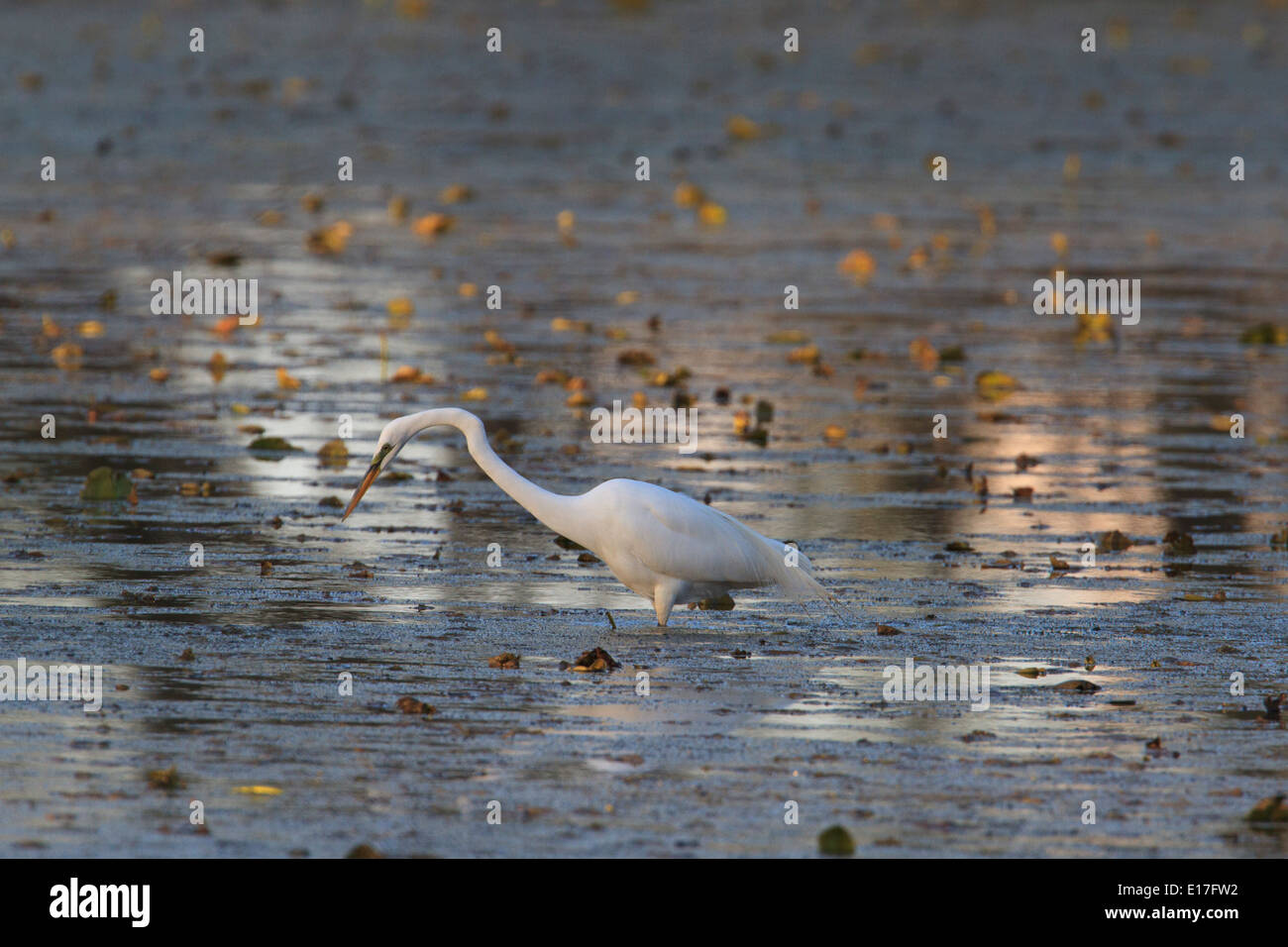 Silberreiher (Ardea Alba) Jagd nach Nahrung. Stockfoto