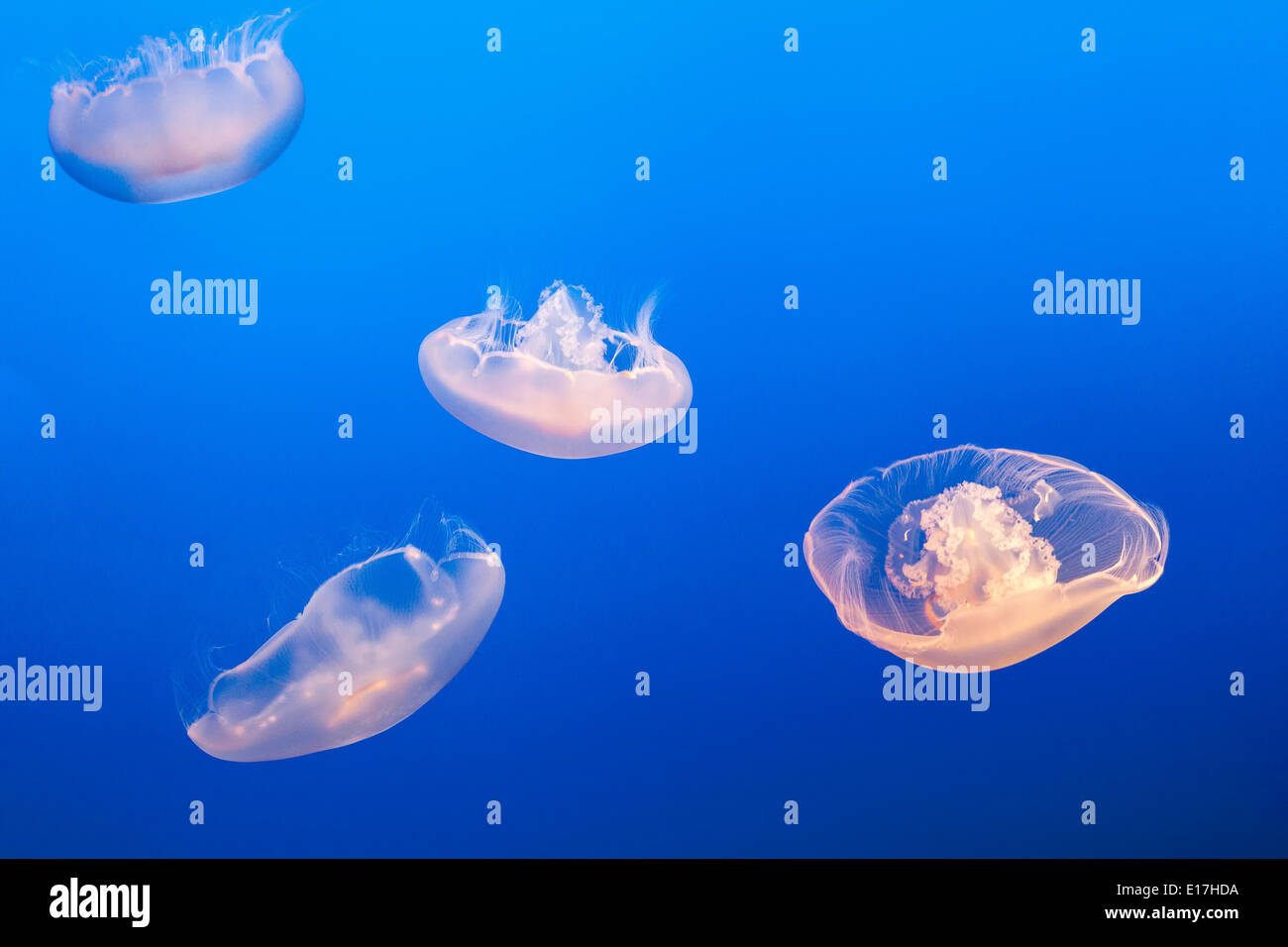 Mond-Quallen oder Mond, Saucer Jelly Aurelia Labiata Pazifik gemeinsame Quallen im Monterey Bay Aquarium Kalifornien USA Stockfoto