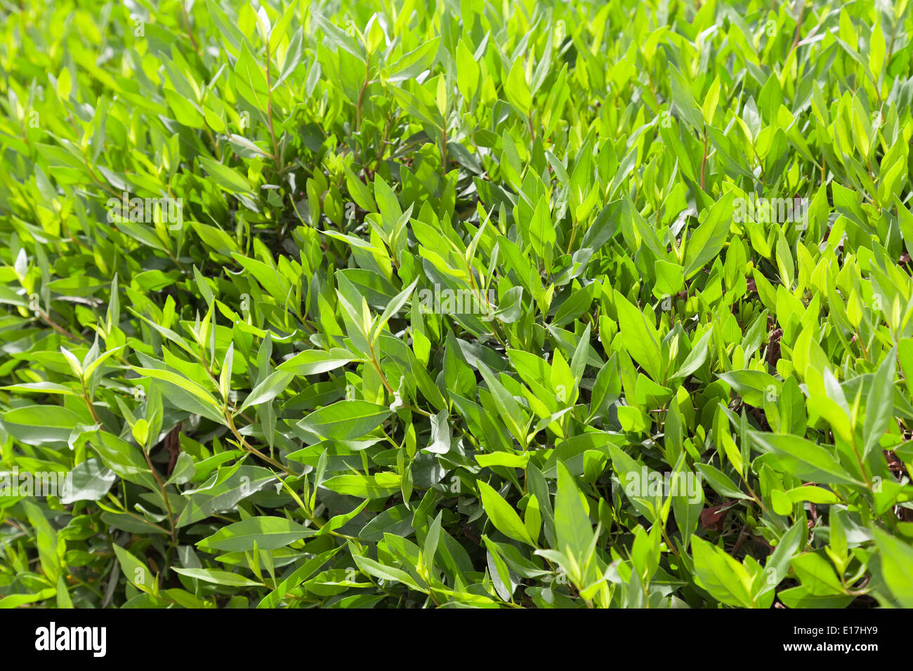 Leuchtend frische grüne Blätter Hintergrundtextur Foto Stockfoto