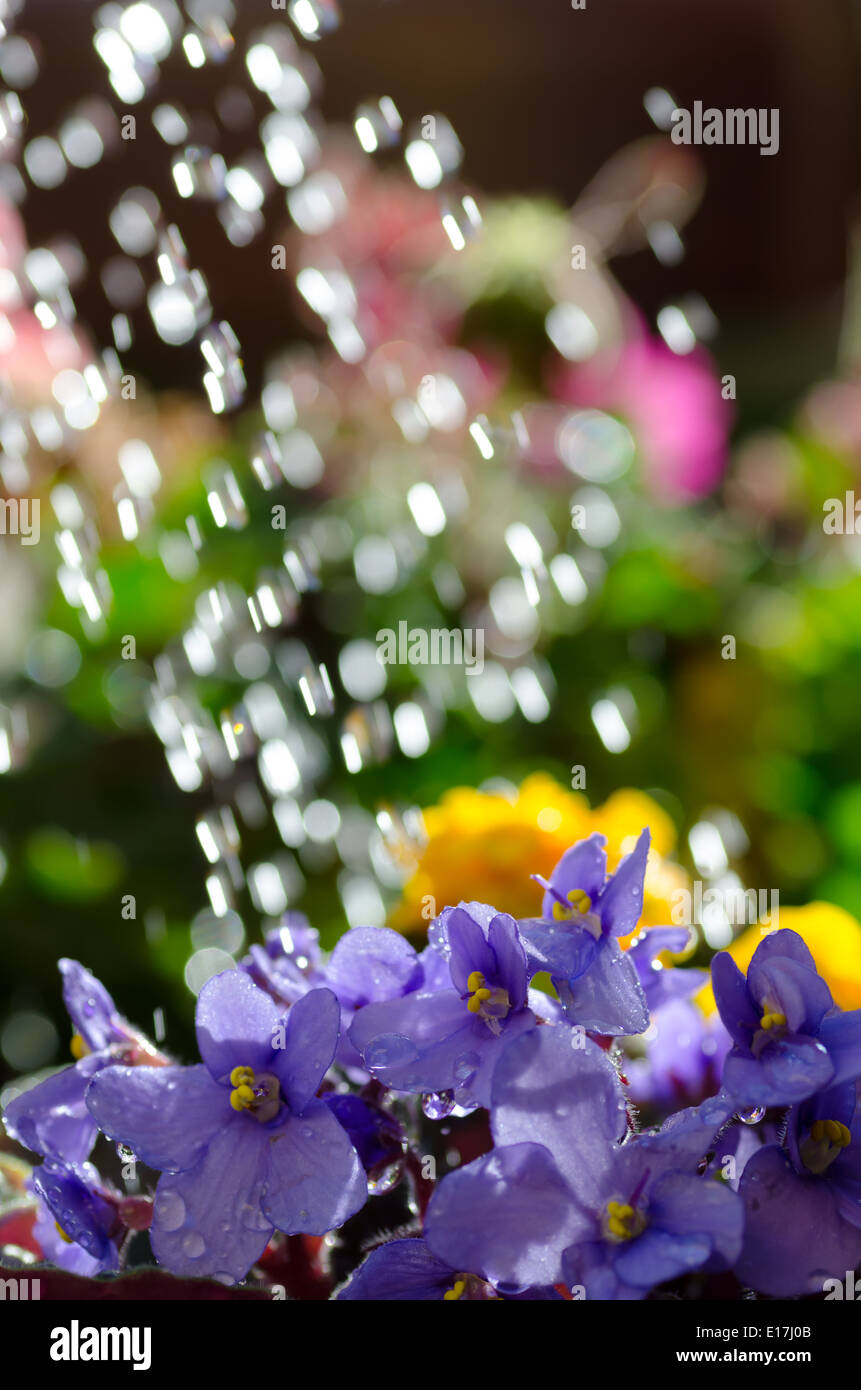 Nahaufnahme, Blumen gießen Stockfoto