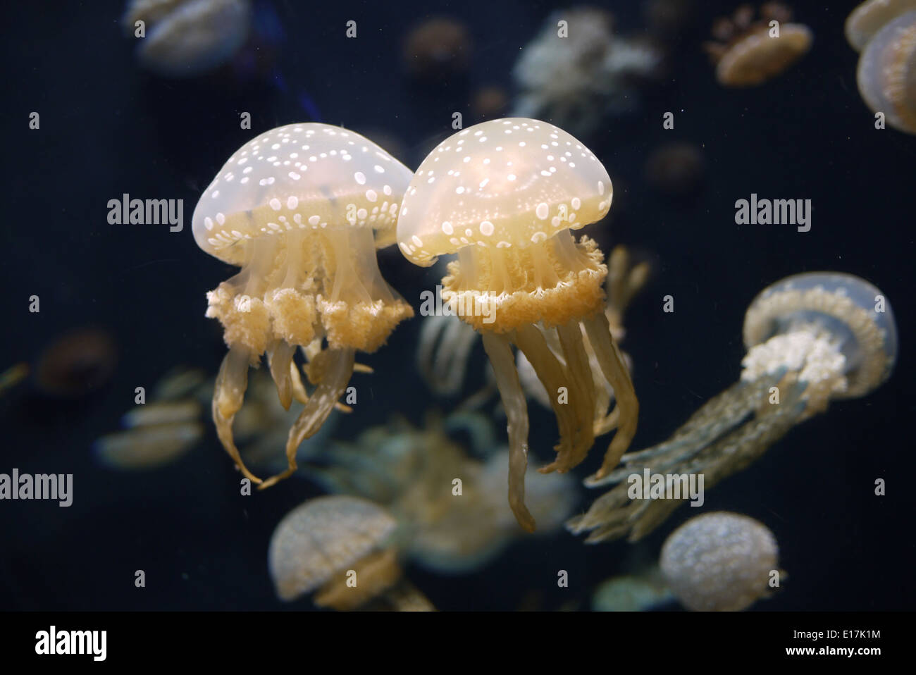 Gruppe von Quallen im Meeresaquarium schwimmen Stockfoto