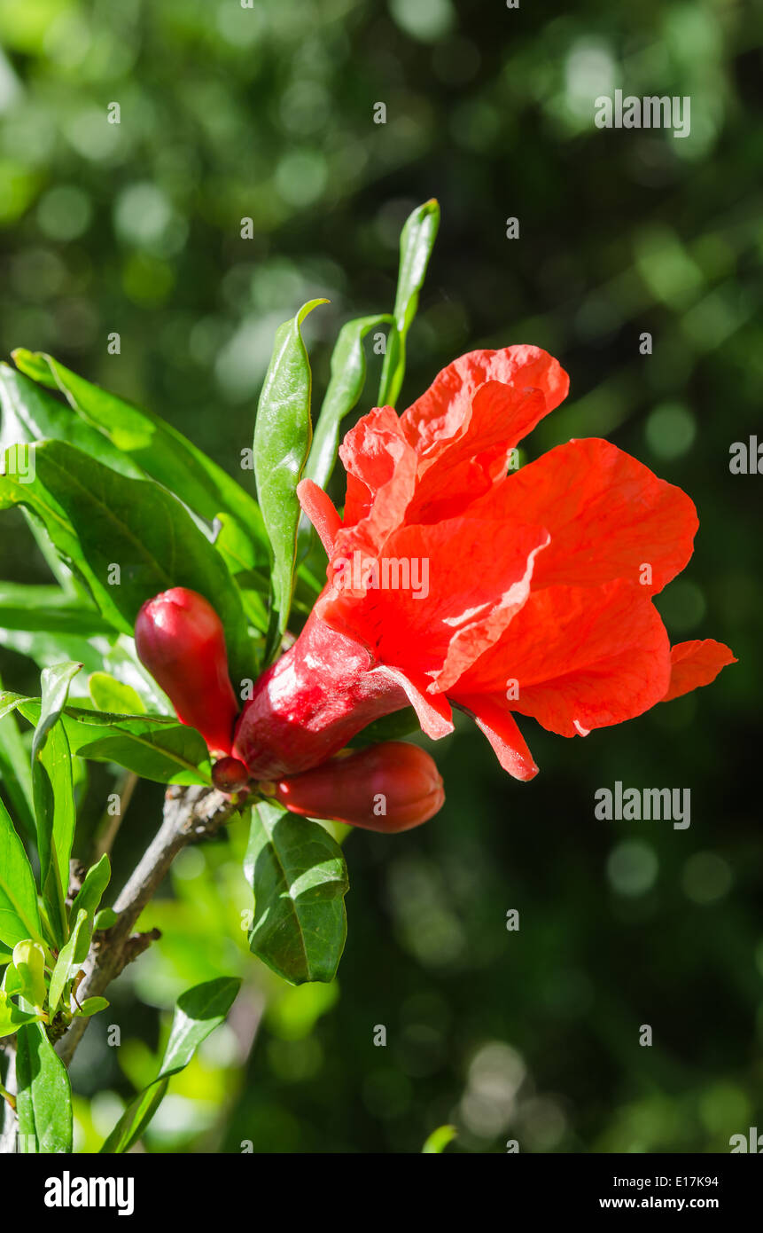 Lebhafte rote Granatapfel Sonnenlicht Blüte und Knospen vor dunklen Bokeh Hintergrund Stockfoto