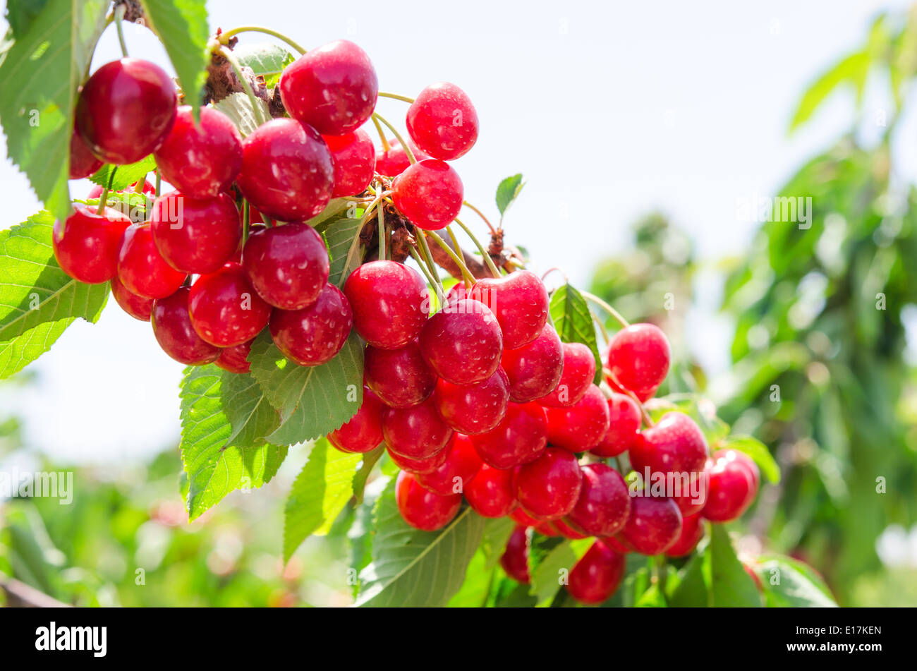 Sonnenbeschienenen Ast Cherry Berry mit Reife süße Früchte Stockfoto