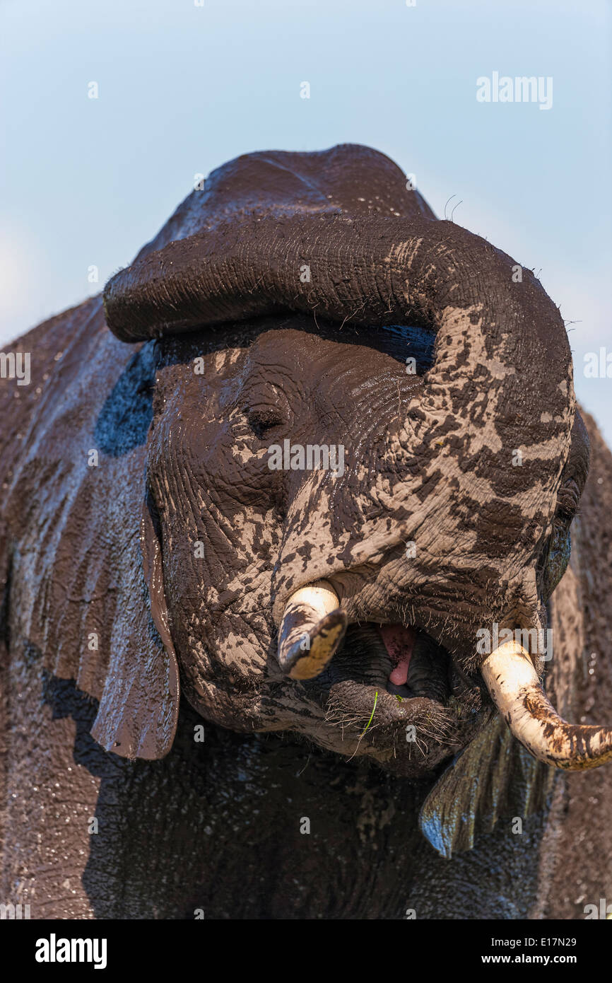 Afrikanischer Elefant (Loxodonta Africana) junger Elefant bedeckt in Schlamm. Amboseli National Park.Kenya Stockfoto