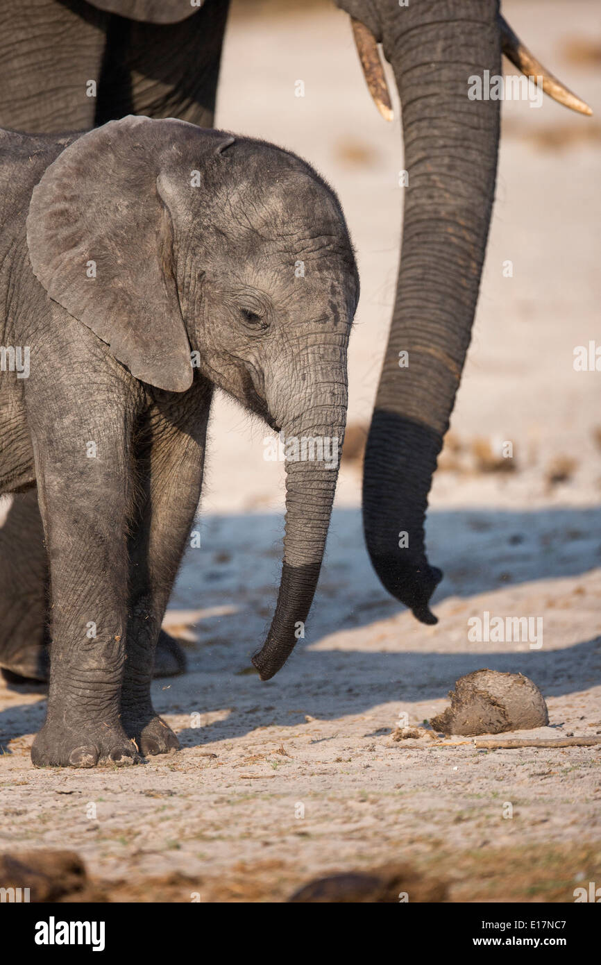 Afrikanischer Elefant (Loxodonta Africana) jungen Kalb und Mutter am Ufer des Chobe River.Chobe nationalen Park.Botswana Stockfoto