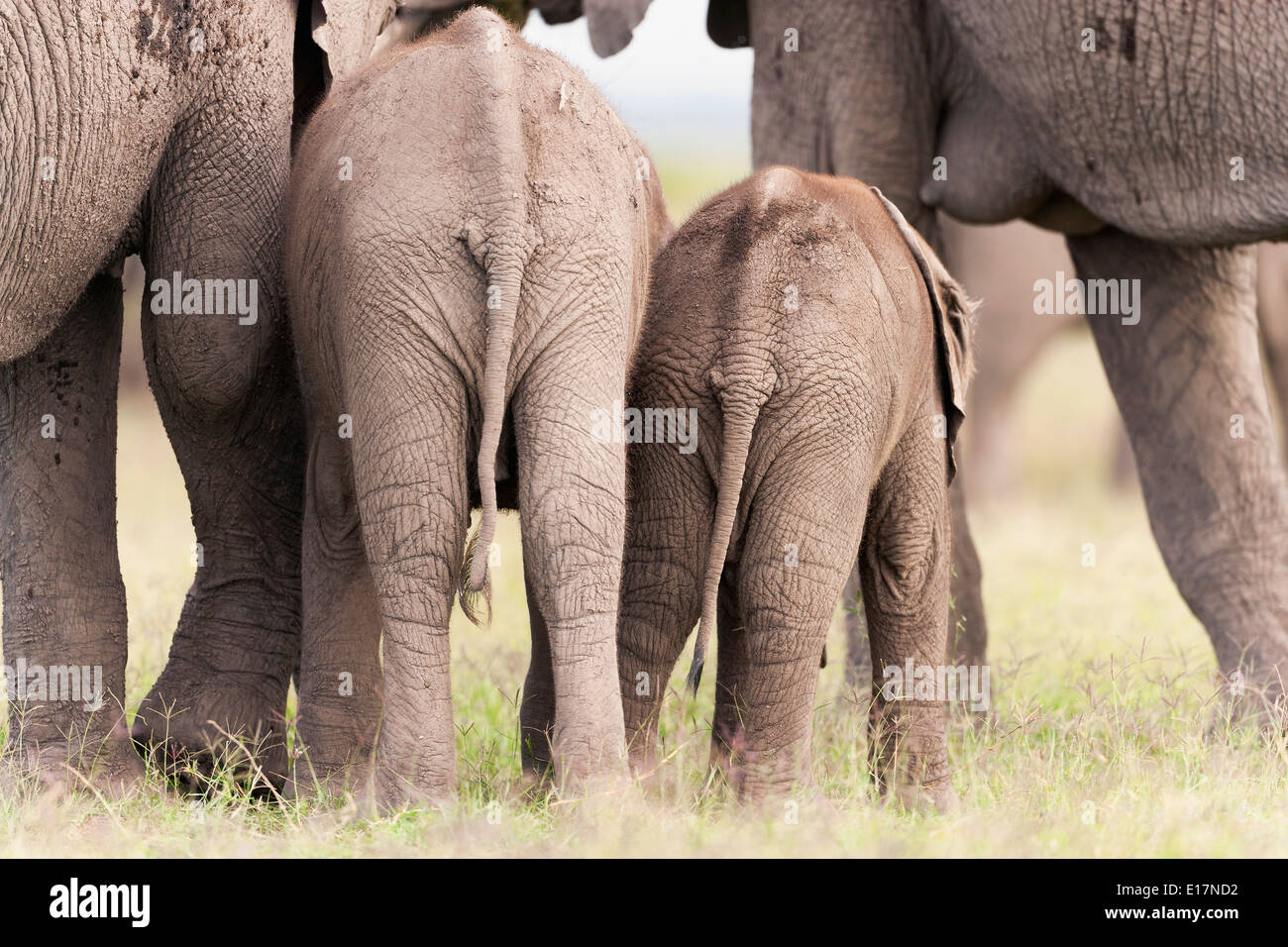 Afrikanischer Elefant (Loxodonta Africana) 2 junge Kälber und deren Mütter. Amboseli National Park.Kenya Stockfoto