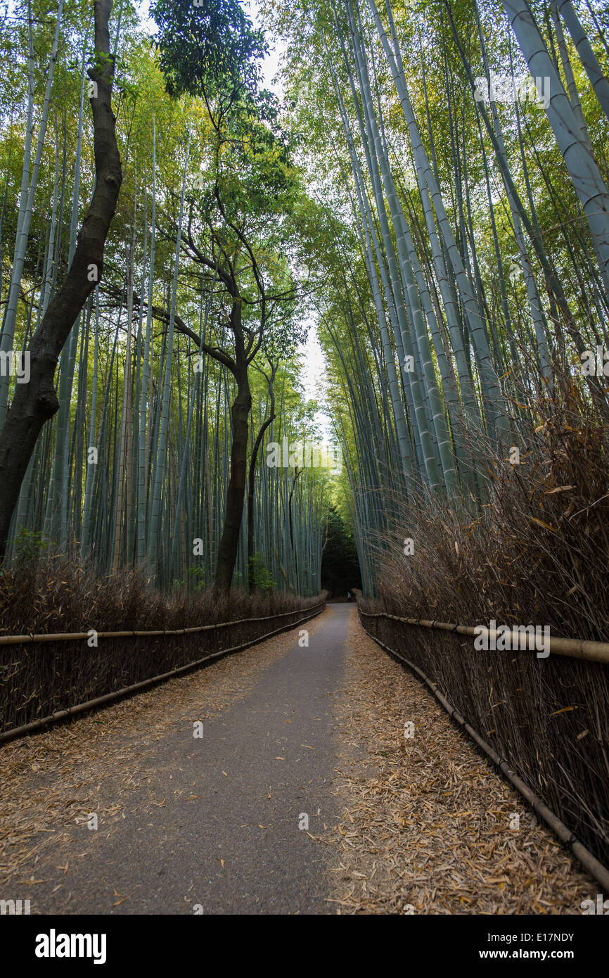 Chikurin-keine-Michi oder den Pfad des Bambusses ist lange Weg von Bambusstämmen in Arashiyama hinter Tenryuji Tempel. Stockfoto