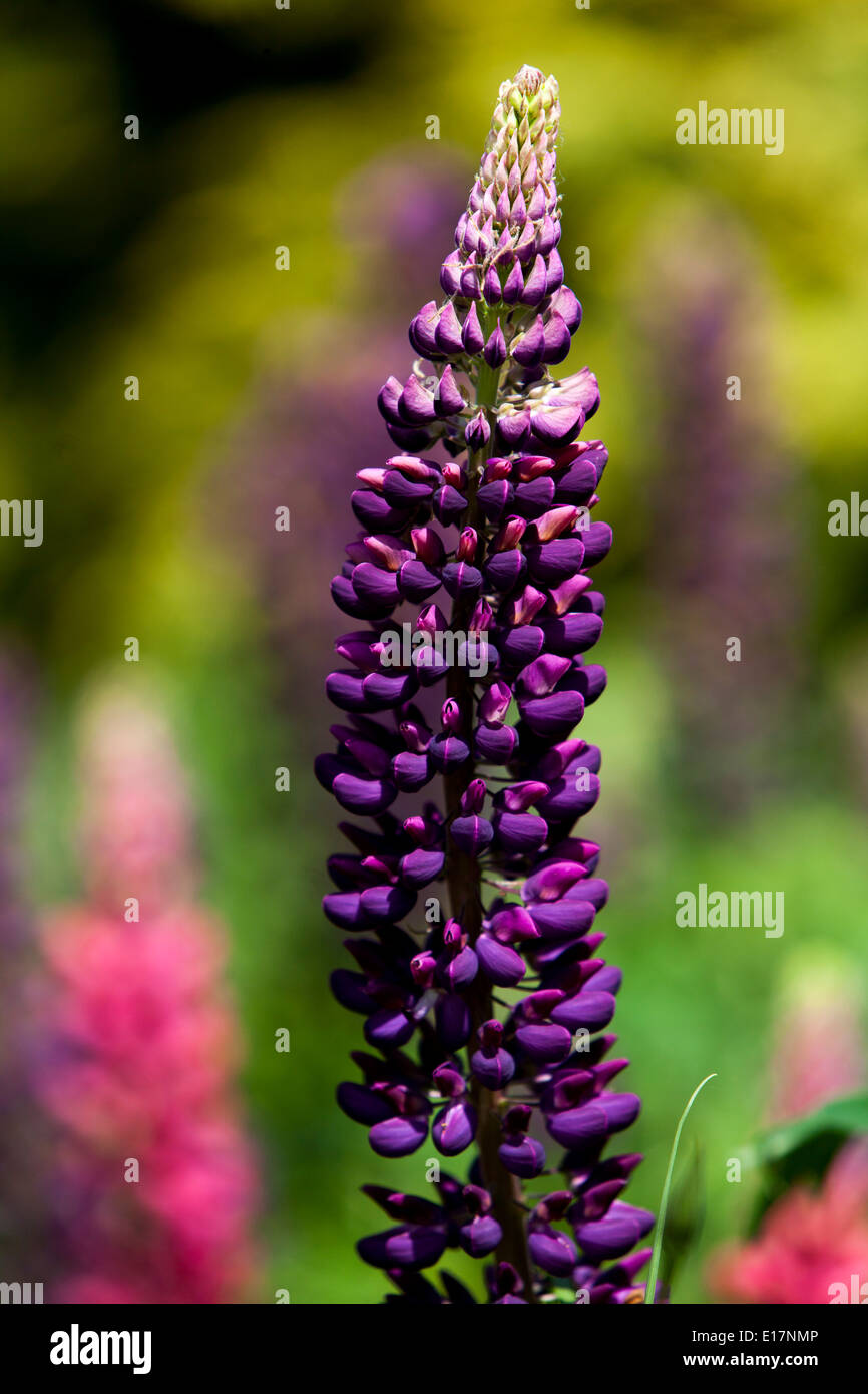 Blue lupin lupinus Fotos und Bildmaterial in hoher Auflösung Alamy