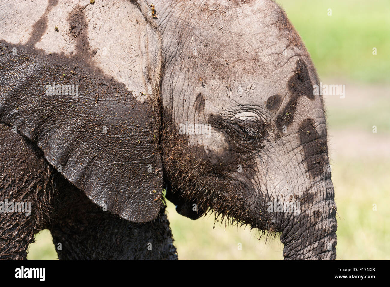 Afrikanischer Elefant (Loxodonta Africana) Amboseli National Park.Kenya Stockfoto