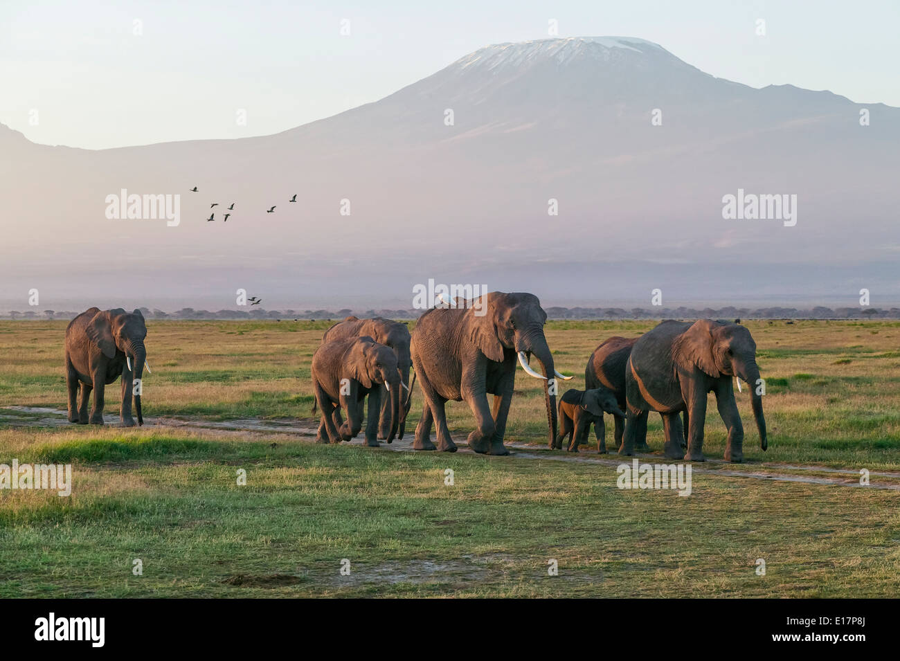 Kleine Gruppe von afrikanischen Elefanten (Loxodonta Africana) mit dem Kilimandscharo im Hintergrund. Amboseli National Park.Kenya Stockfoto