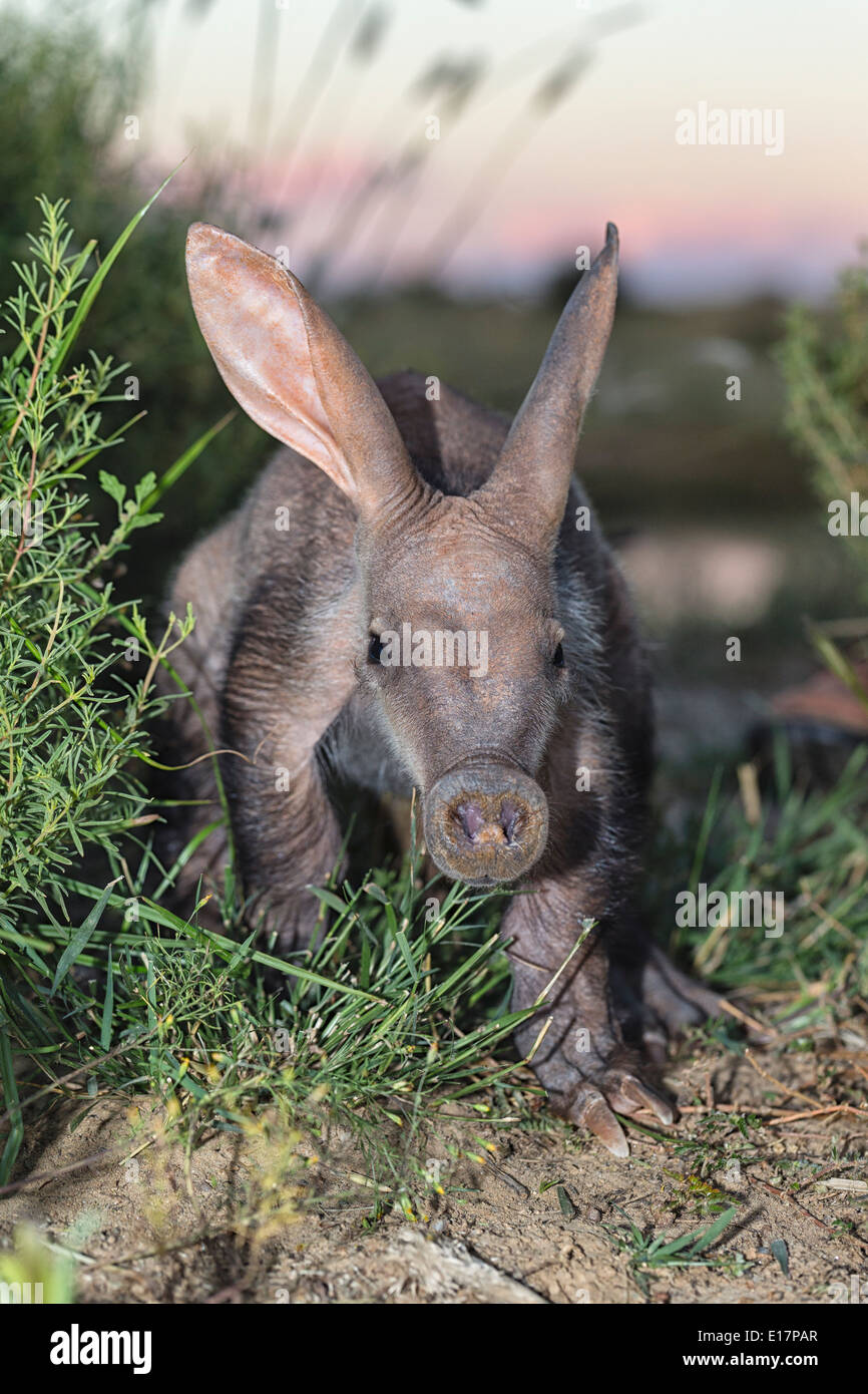 Young Aardvark(Orycteropus afer). Namibia Stockfoto